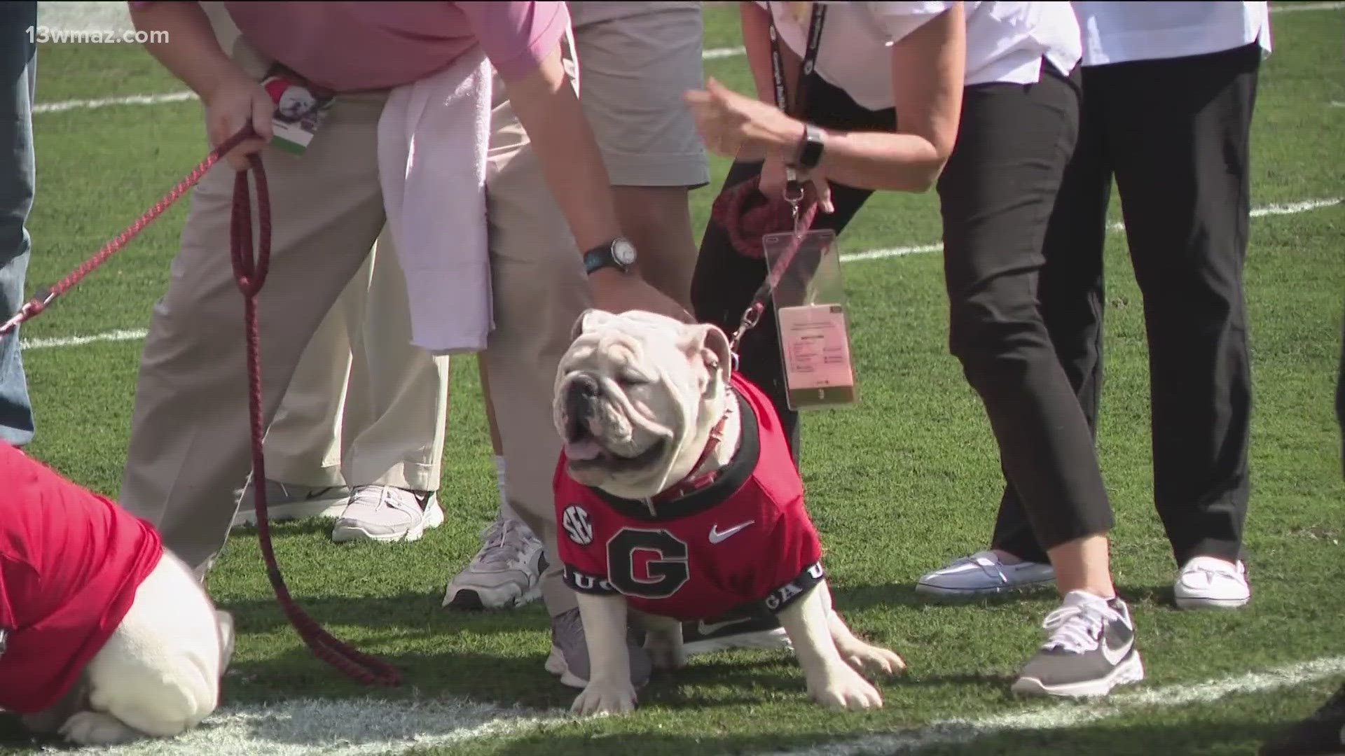 UGA held a collaring ceremony on Saturday during the annual G-Day game.