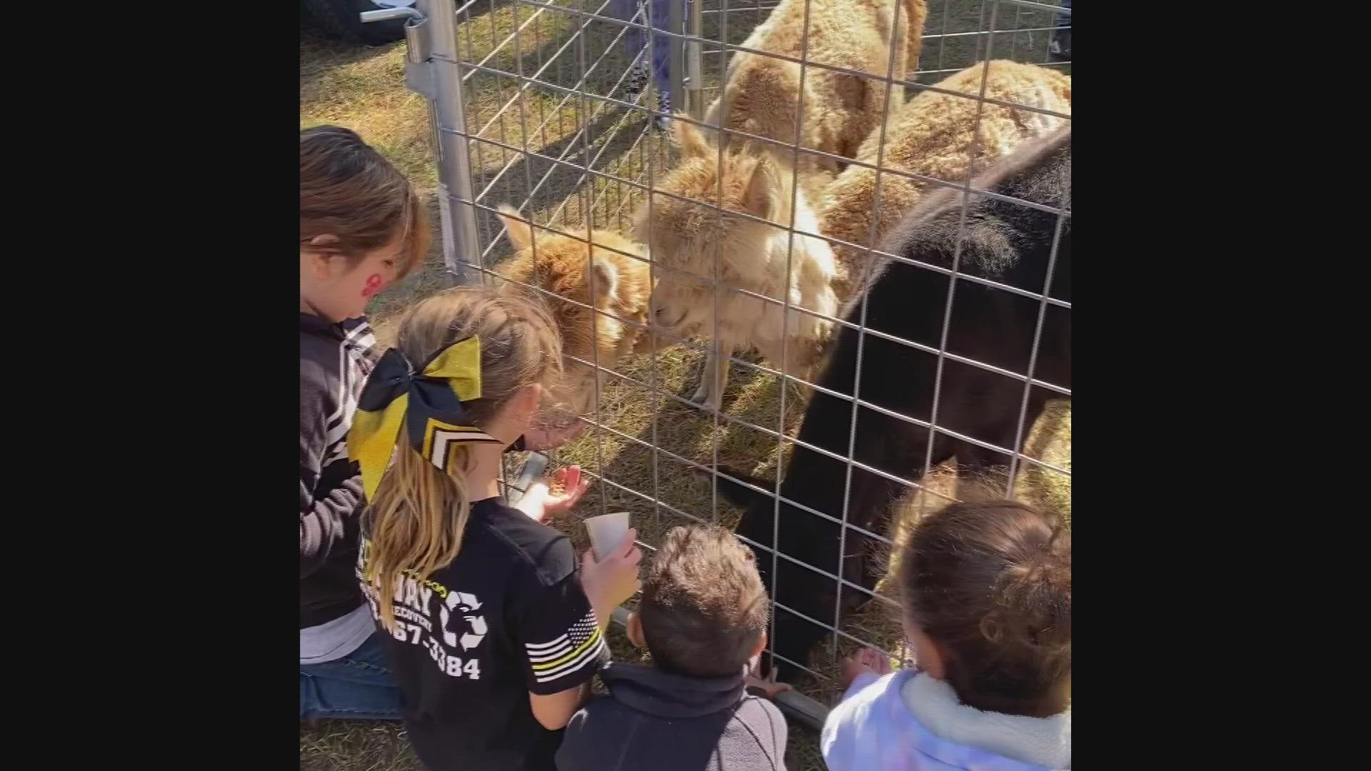 Kids pet animals at the Ocmulgee Riverfest.