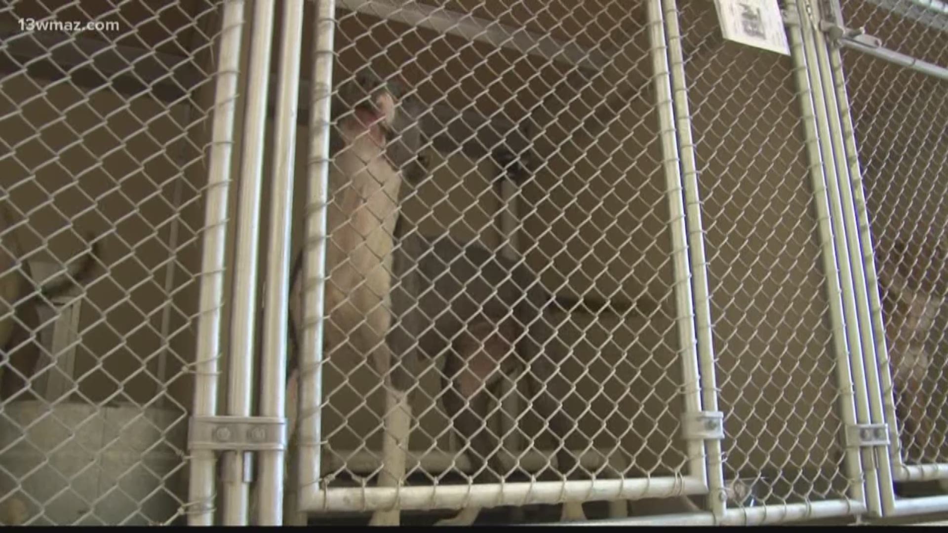The county says they're waiting on the Department of Agriculture to schedule a tour and clear them of those violations before they can accept more animals.