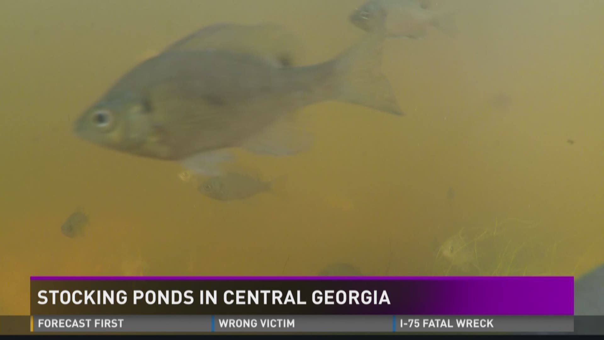 A look at the unique process of stocking a fish hatchery