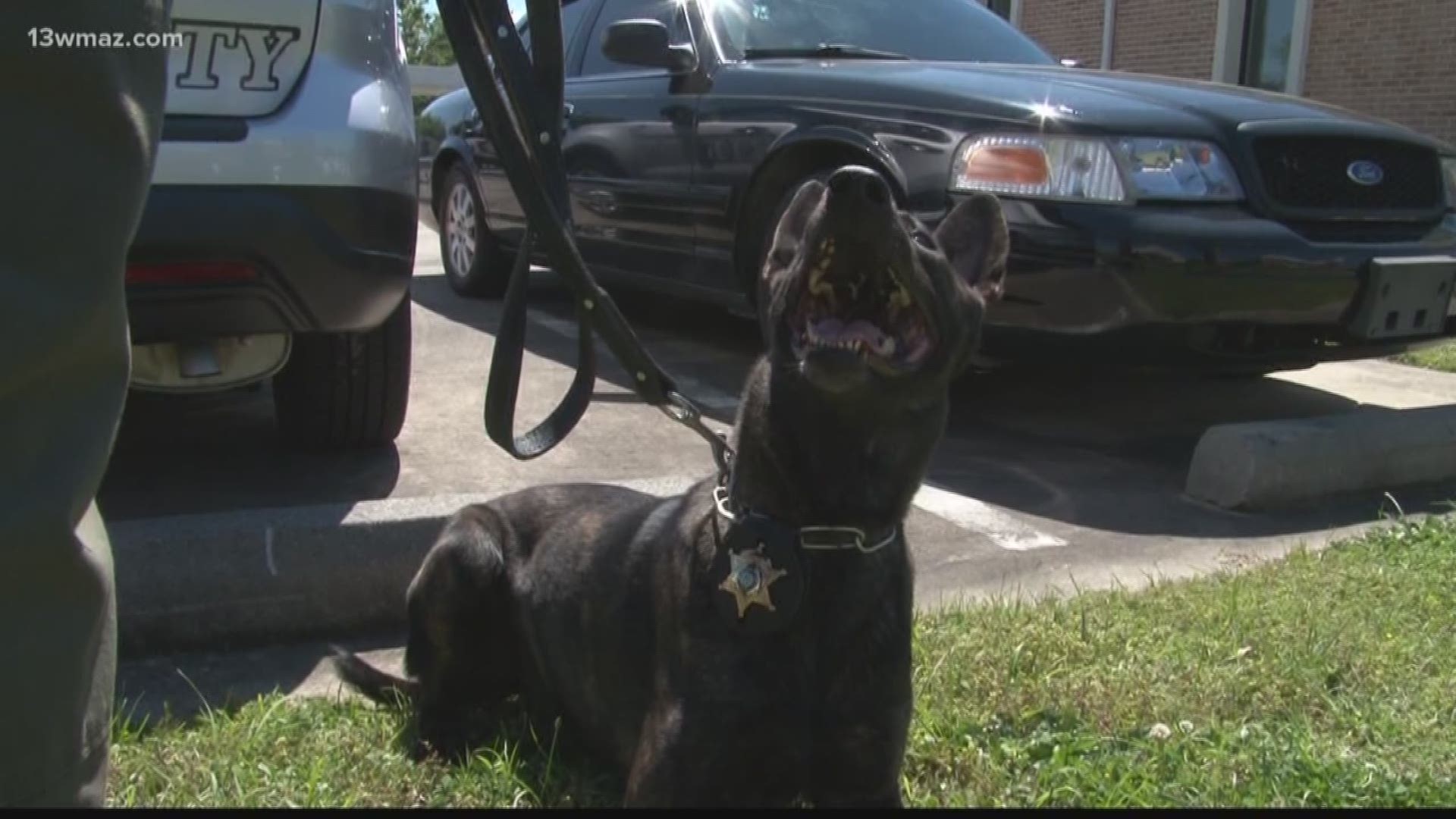 The Bibb County Sheriff's Office says one drug-sniffing dog is responsible for a string of drug busts in Macon.