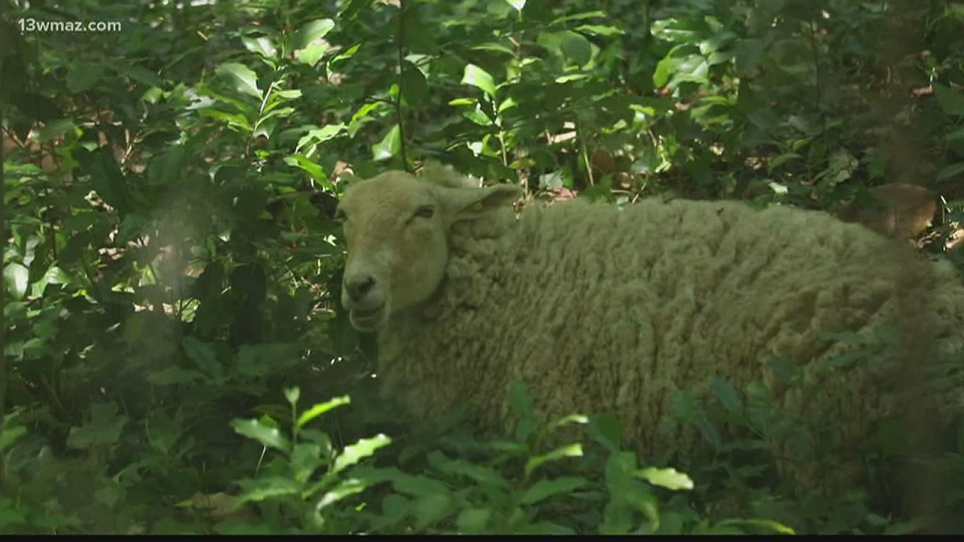 13 sheep and one goat are constrained by an electric fence and have already devoured a good portion of the vegetation in the enclosure.