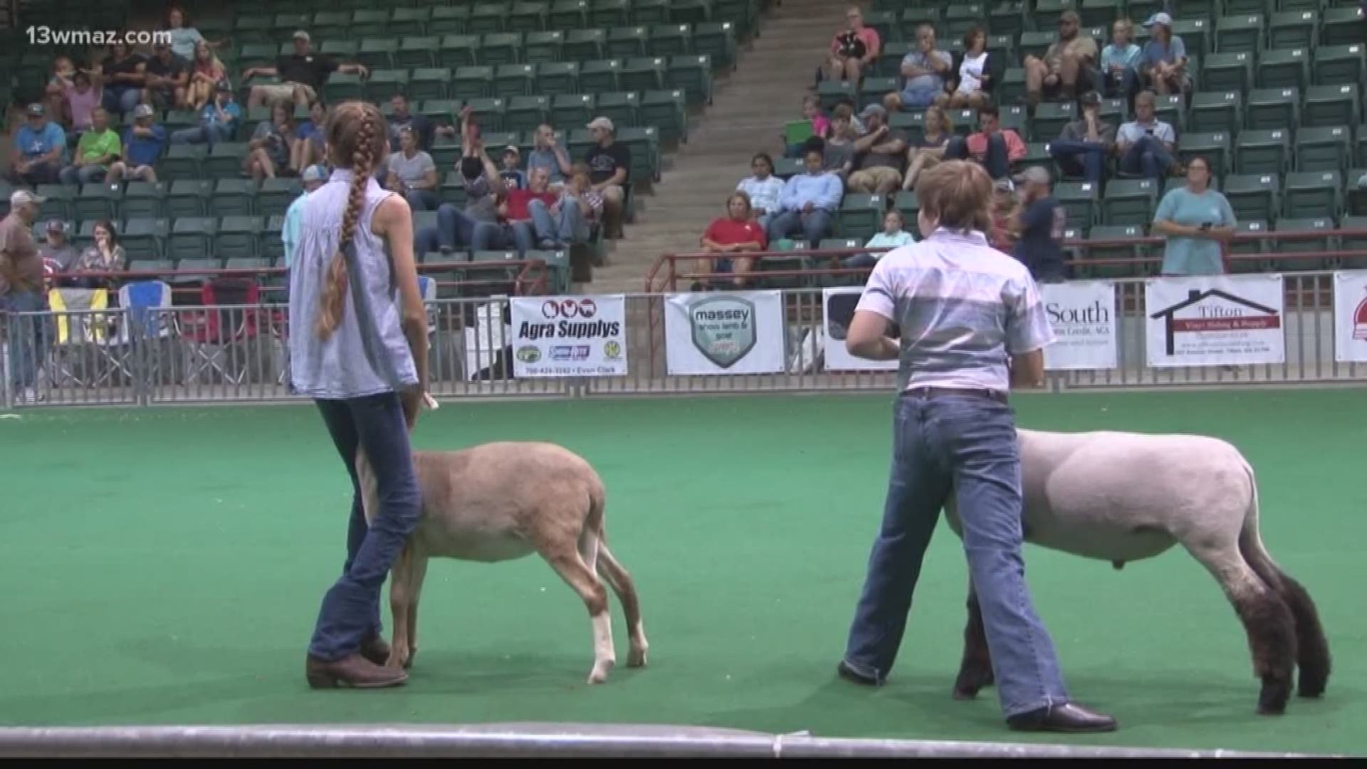 Sheep steal the show at Georgia National Fairgrounds