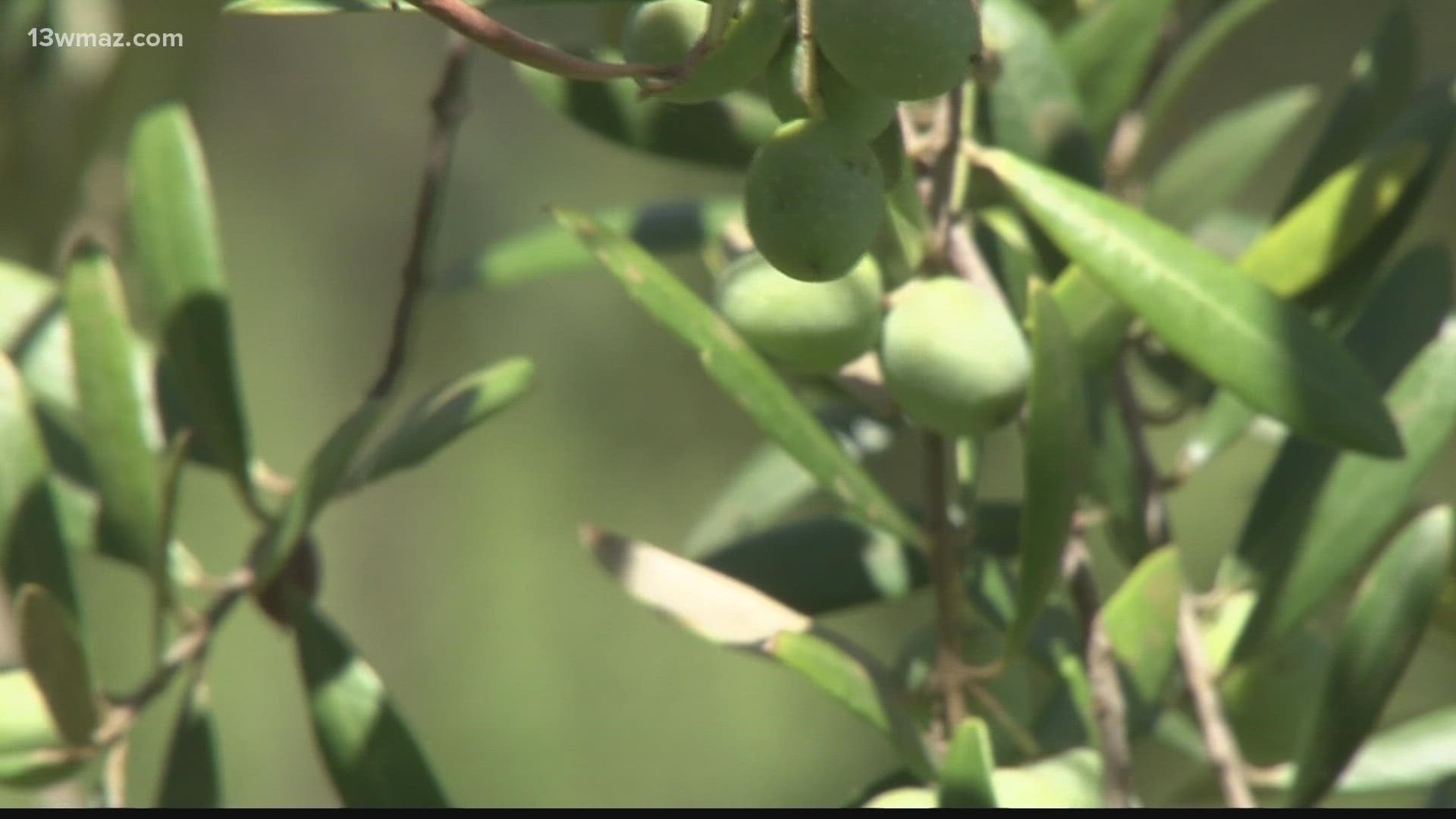In 2014, Sharon Flanagan planted thousands of olive trees. Today, she's got 18 acres.