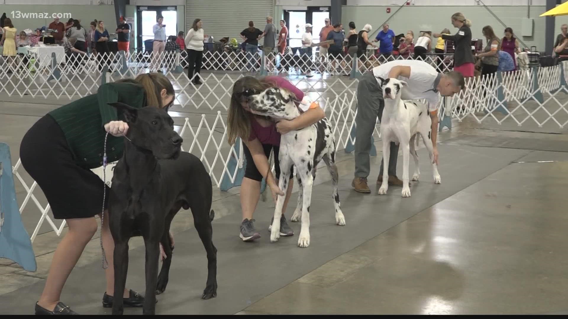 More than 400 dogs and 89 different breeds competed to win best in show.