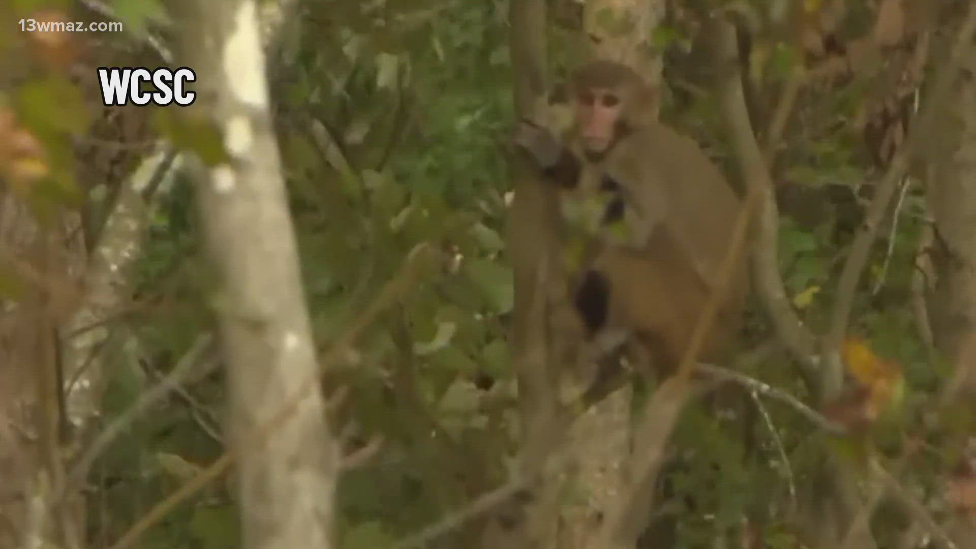 Workers have spotted the escaped monkeys in the woods near the research compound. They're trying to recapture them with food.