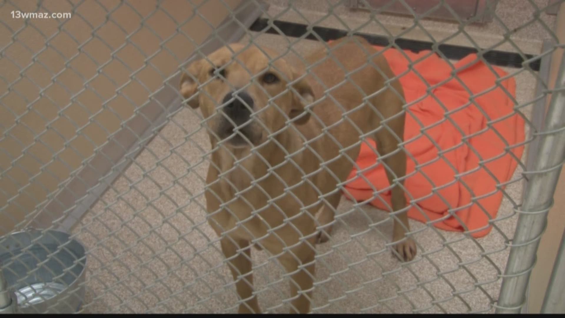 The Macon-Bibb County Animal Welfare is cleaning up after the Georgia Department of Agriculture issued a 'stop order' two weeks ago