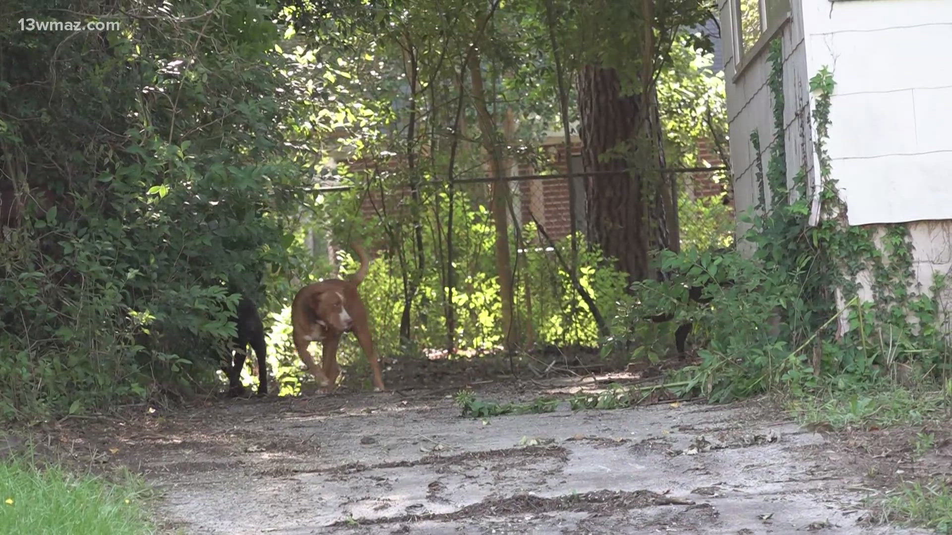 In one Macon neighborhood, people are reporting what look like several wild dogs, including pit bulls, bulldogs and a husky roaming around the streets.