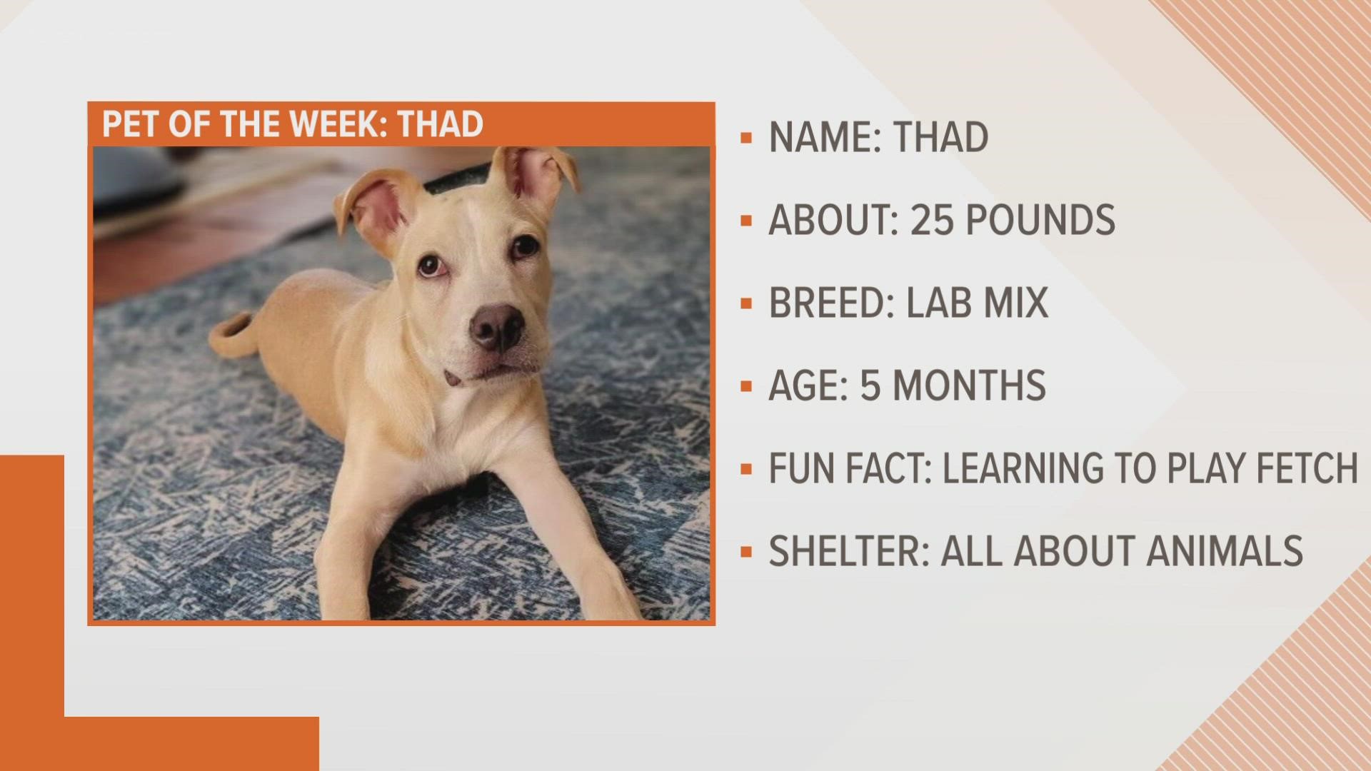 This weeks pet is a 5-month-old named Thad.
