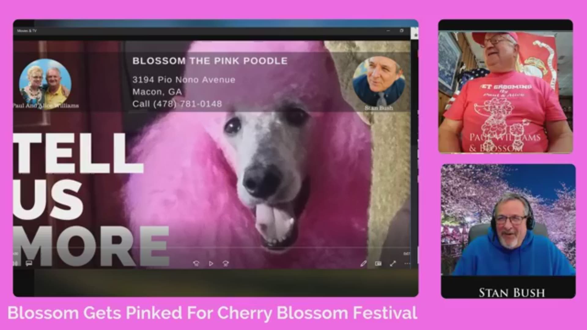 'Blossom the Pink Poodle' turns pink for this year's Cherry Blossom Festival. Video courtesy of Stan Bush, Paul Williams.