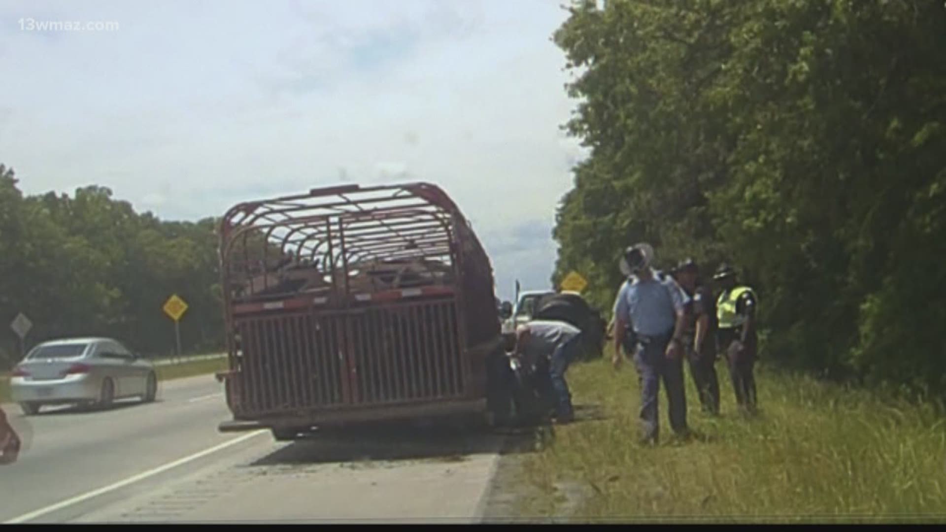 Cows die after sheriff, trooper argue on I-16