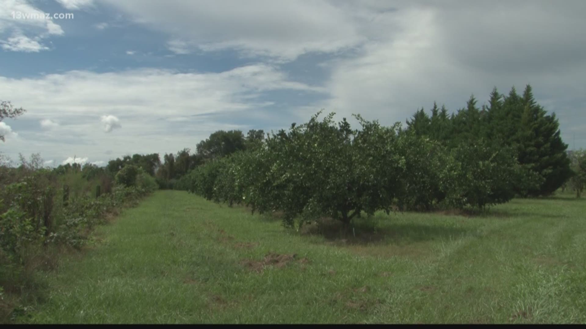 Dooly County farmer grows citrus crops