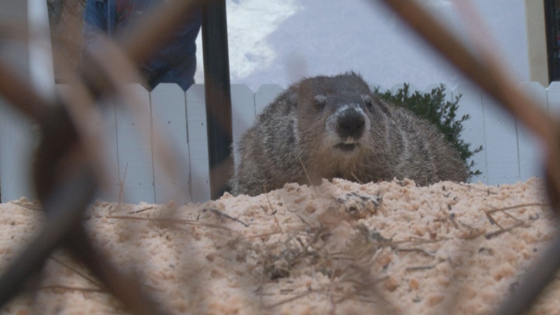 'I have a huge respect for groundhogs:' Folks gather 