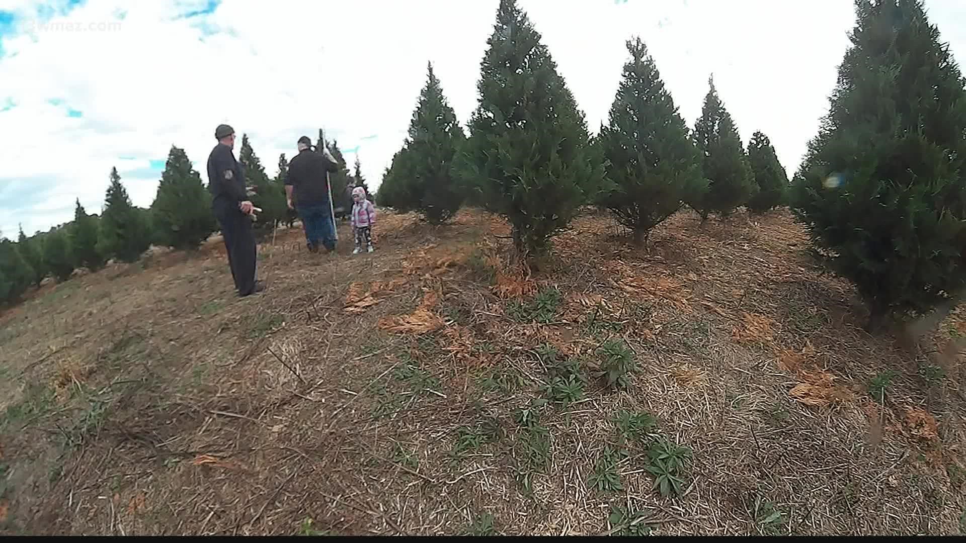Roberts Christmas Tree Farm owner Mike Roberts says his fresh trees can last about four and a half to five weeks, so now is the best time to buy.