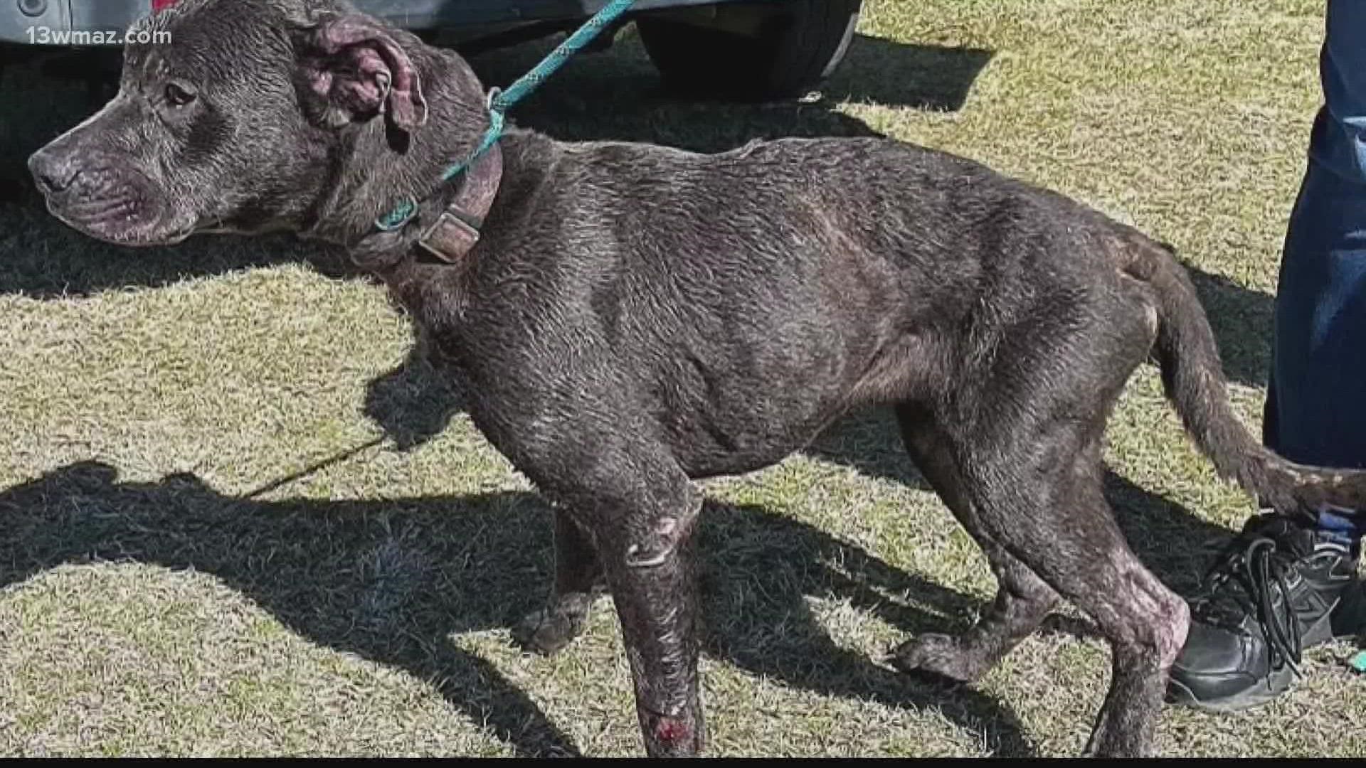 People complained about some dogs at the Laurens County Animal Control looking like they were starving.