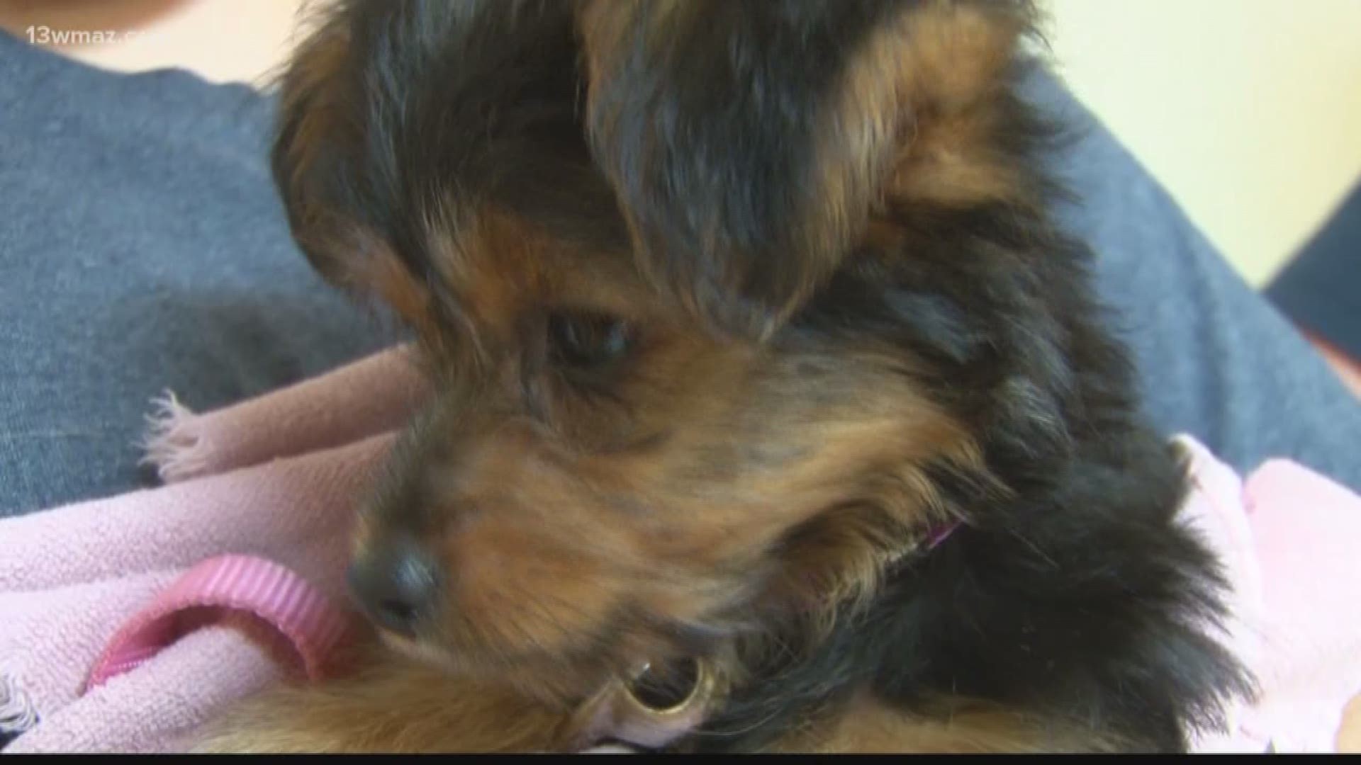 Microchipping event held in Warner Robins