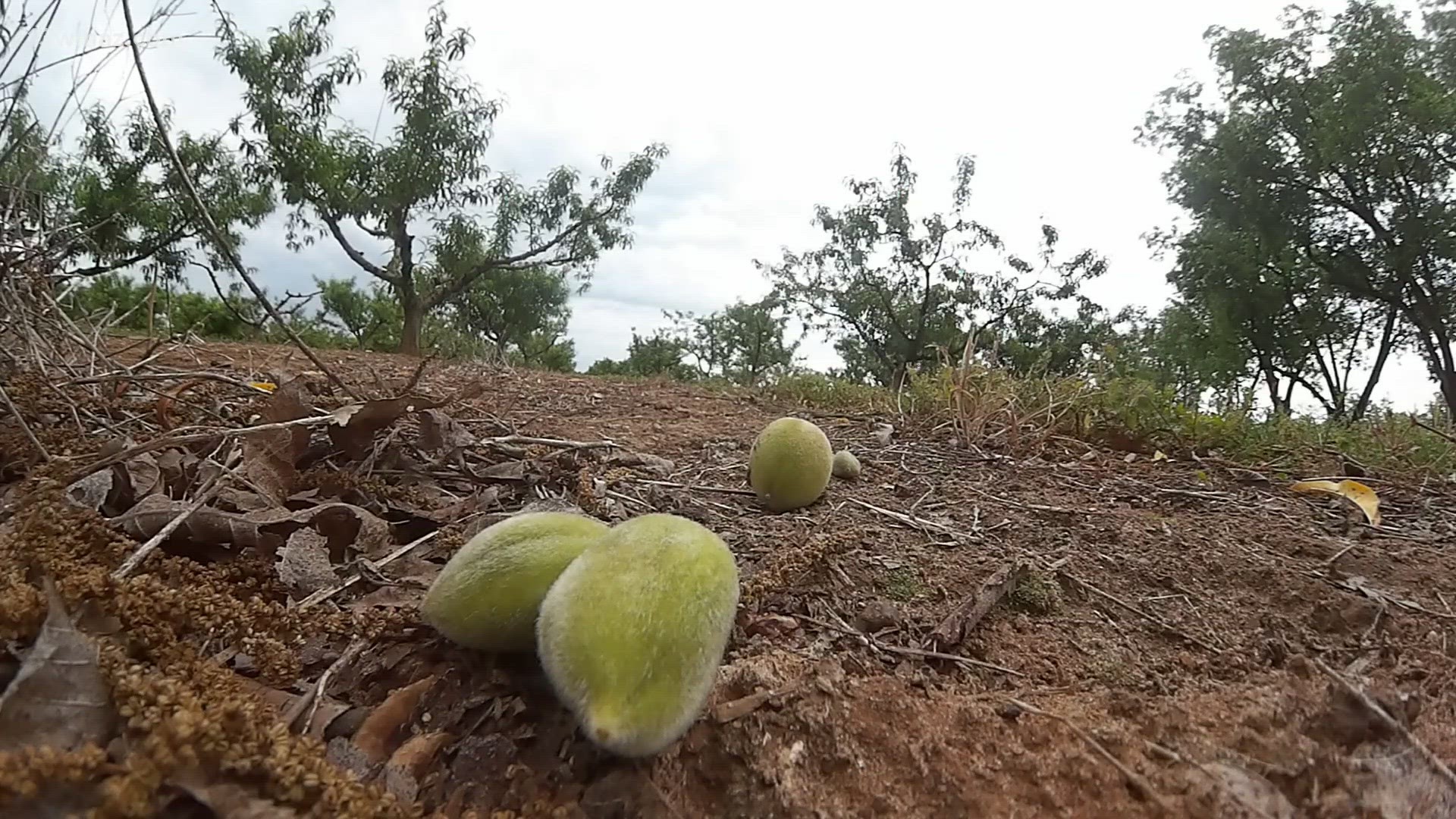 Mother Nature wasn't kind to one of Georgia's top crops, the one we're known for here in Central Georgia -- peaches.