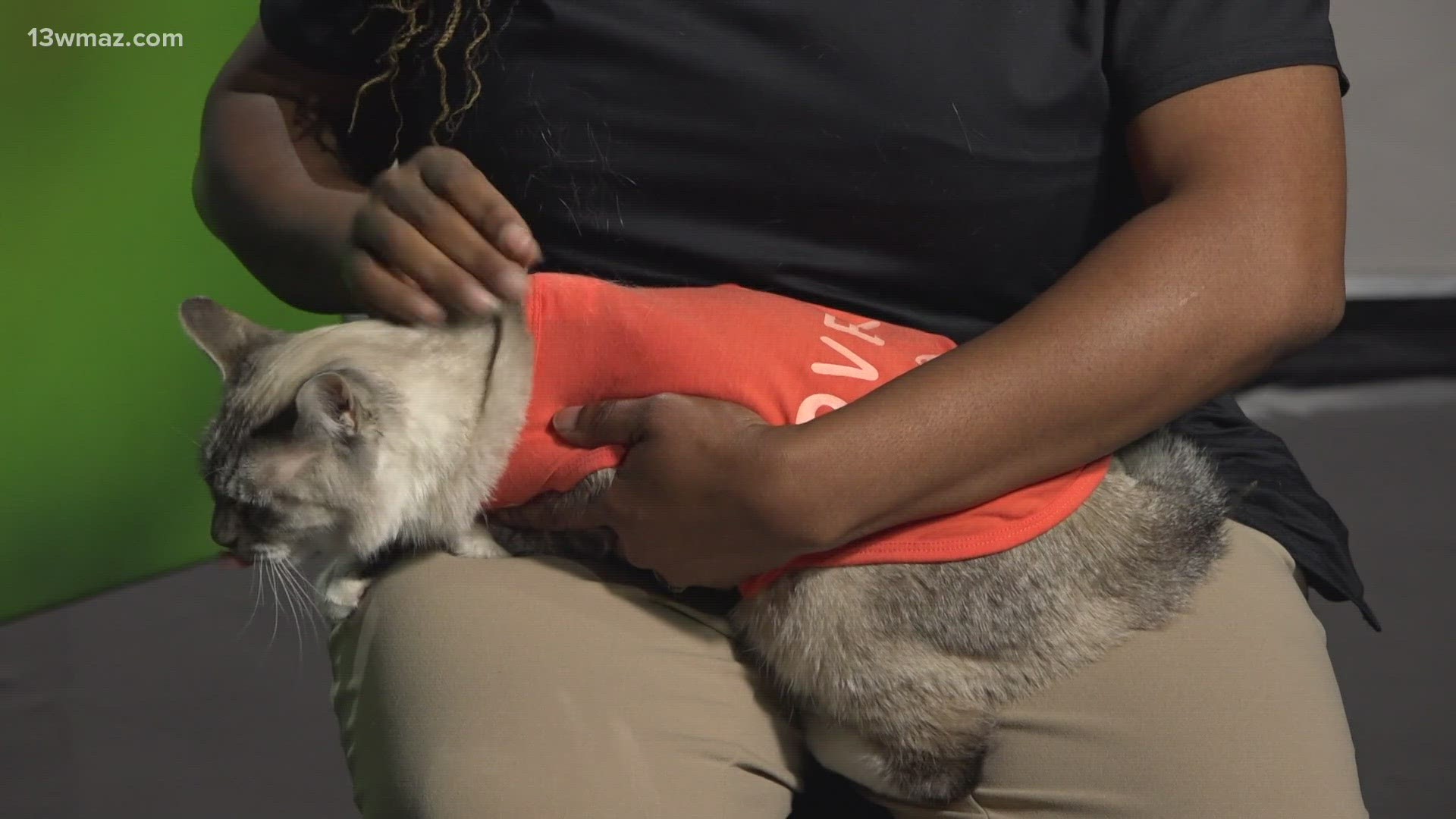 Doctor Clarissa Porter tells owners how to take care of their older cats as the weather gets cold outside.