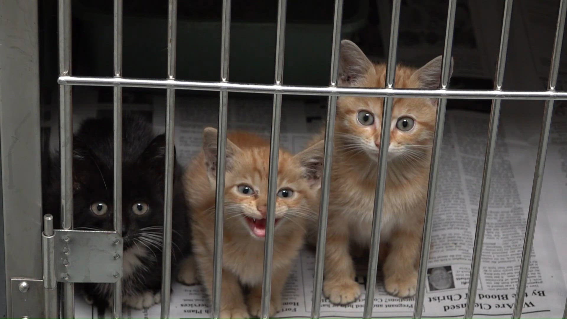 Warner Robins Animal Control sees alarming rise in intakes | 13wmaz.com