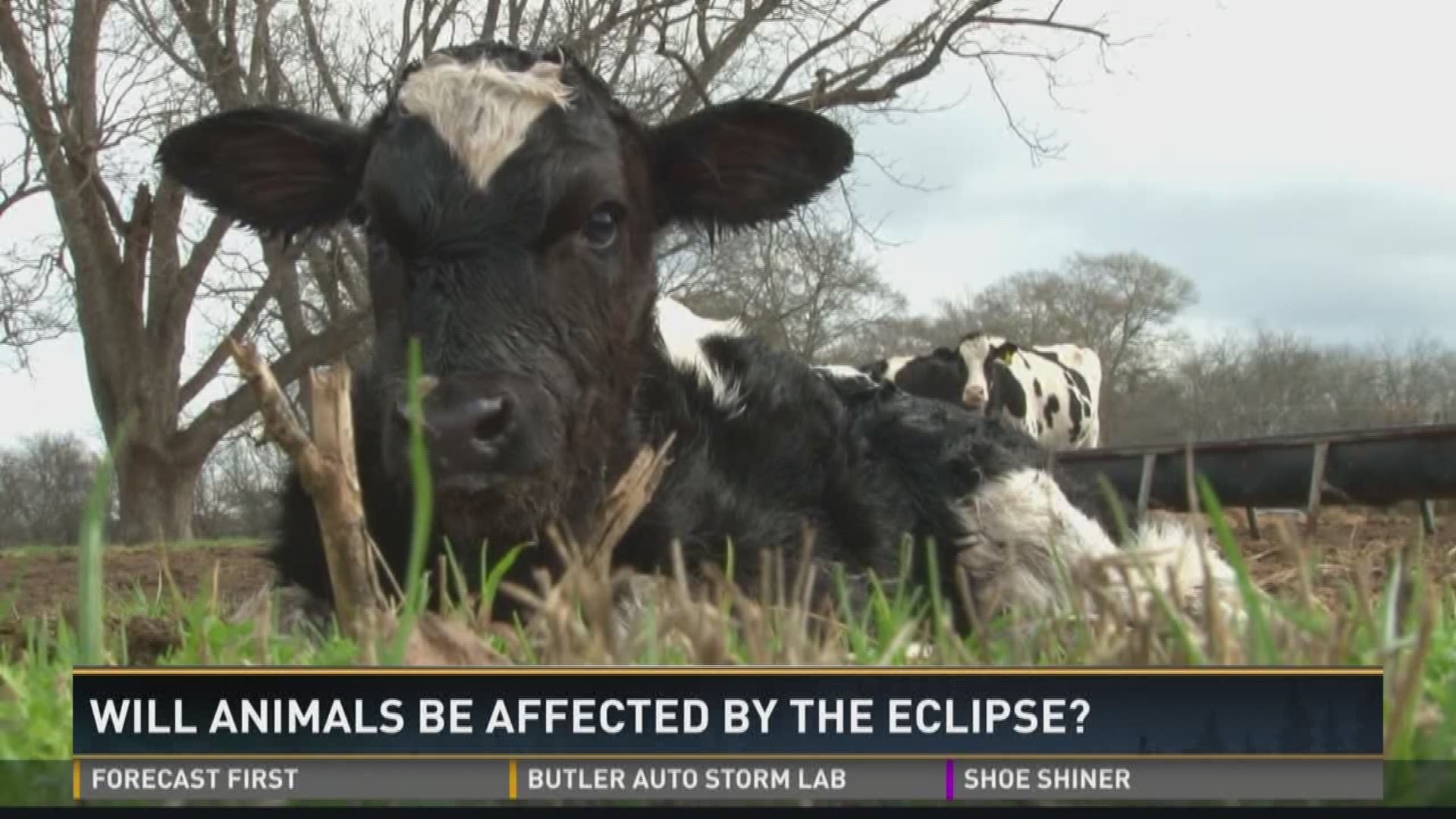 Will animals be affected by the eclipse? 