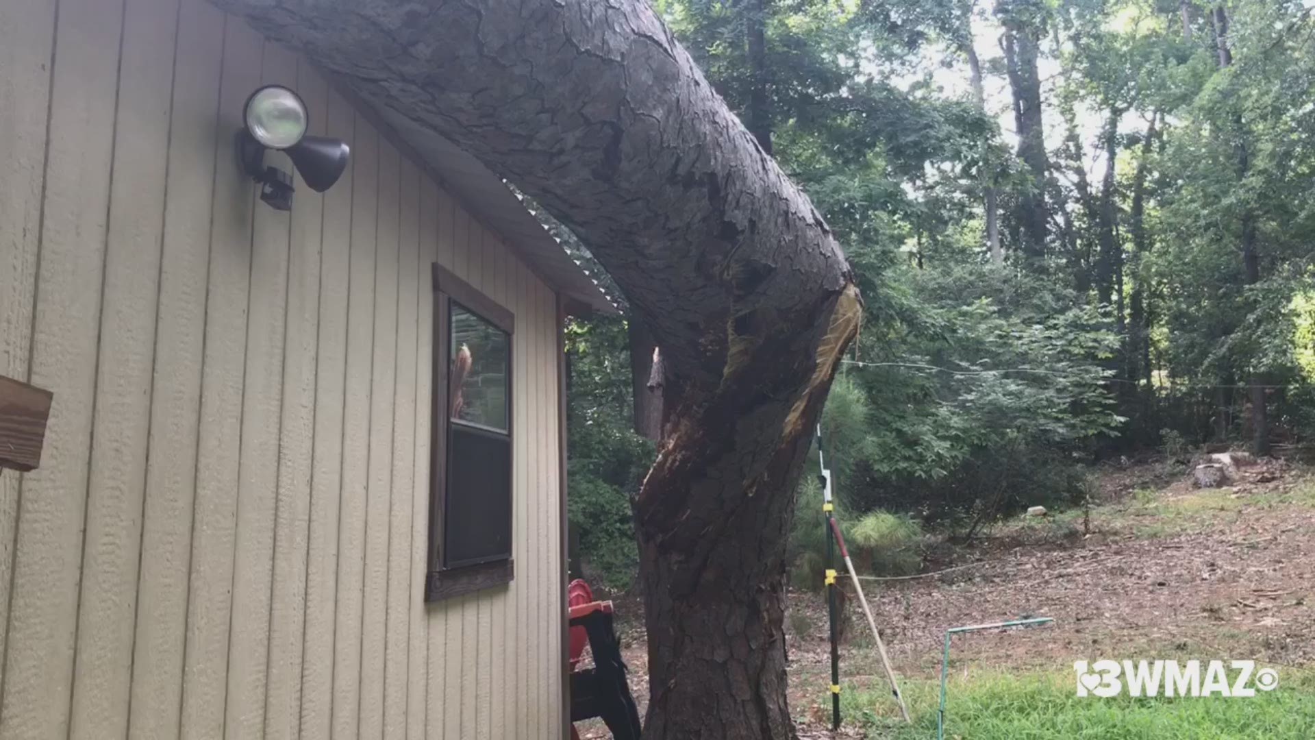 Tree split by storm