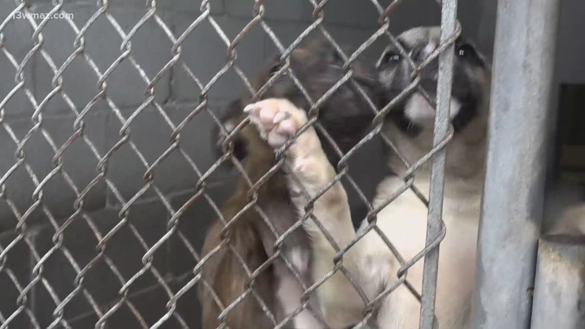 Georgia euthanized nearly 20,000 animals in 2023, making it one of the worst states in the country for shelter deaths. 