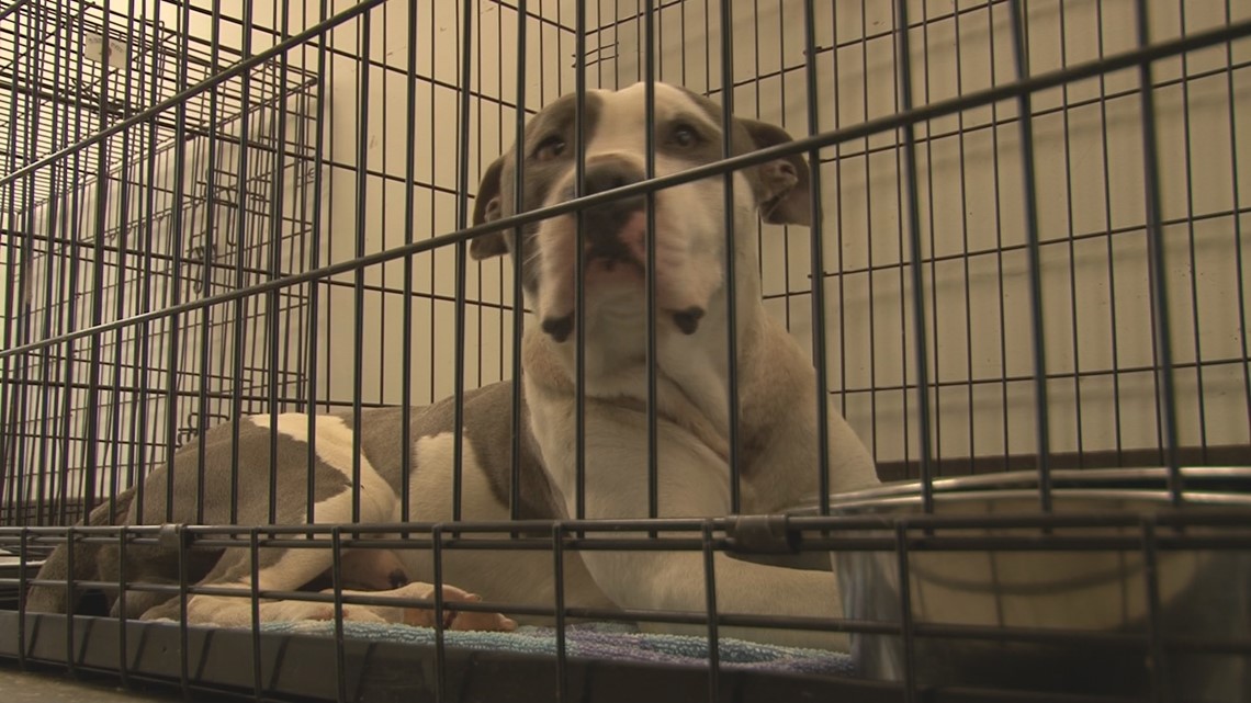 Why are MaconBibb Animal Welfare's cages so full?