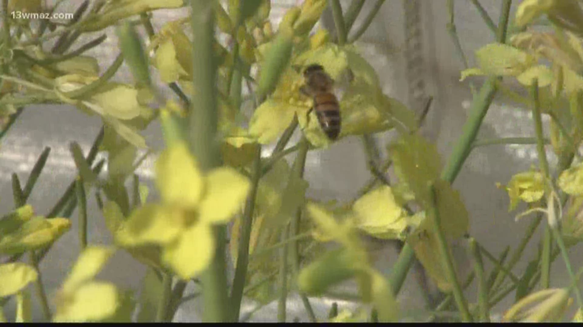 With the smoke billowing in Macon on top of the pollen accumulating on our cars, the ground, and in the air, some of you are probably sneezing. While pollen may bother some, it's playing a major role for others.