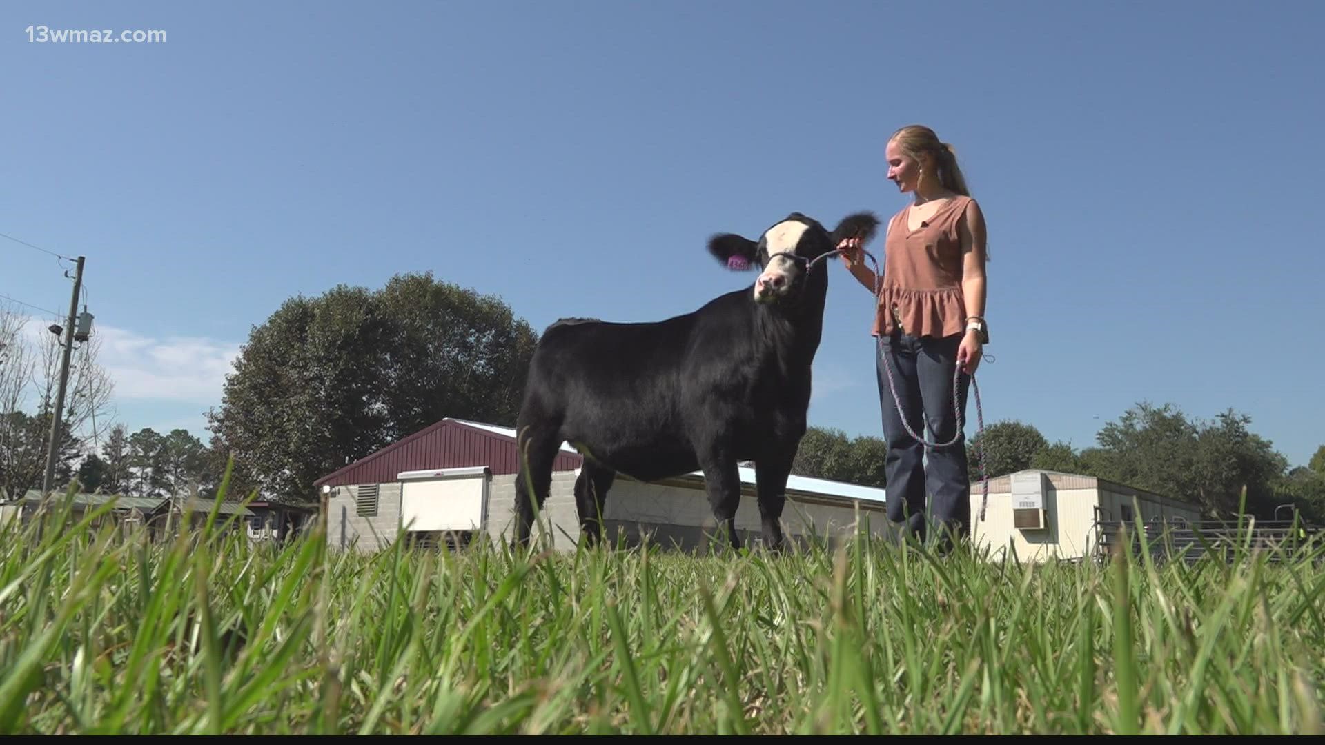 Even though the pandemic forced the fair to shut down in 2020, fairground leaders did let students show their livestock without spectators.