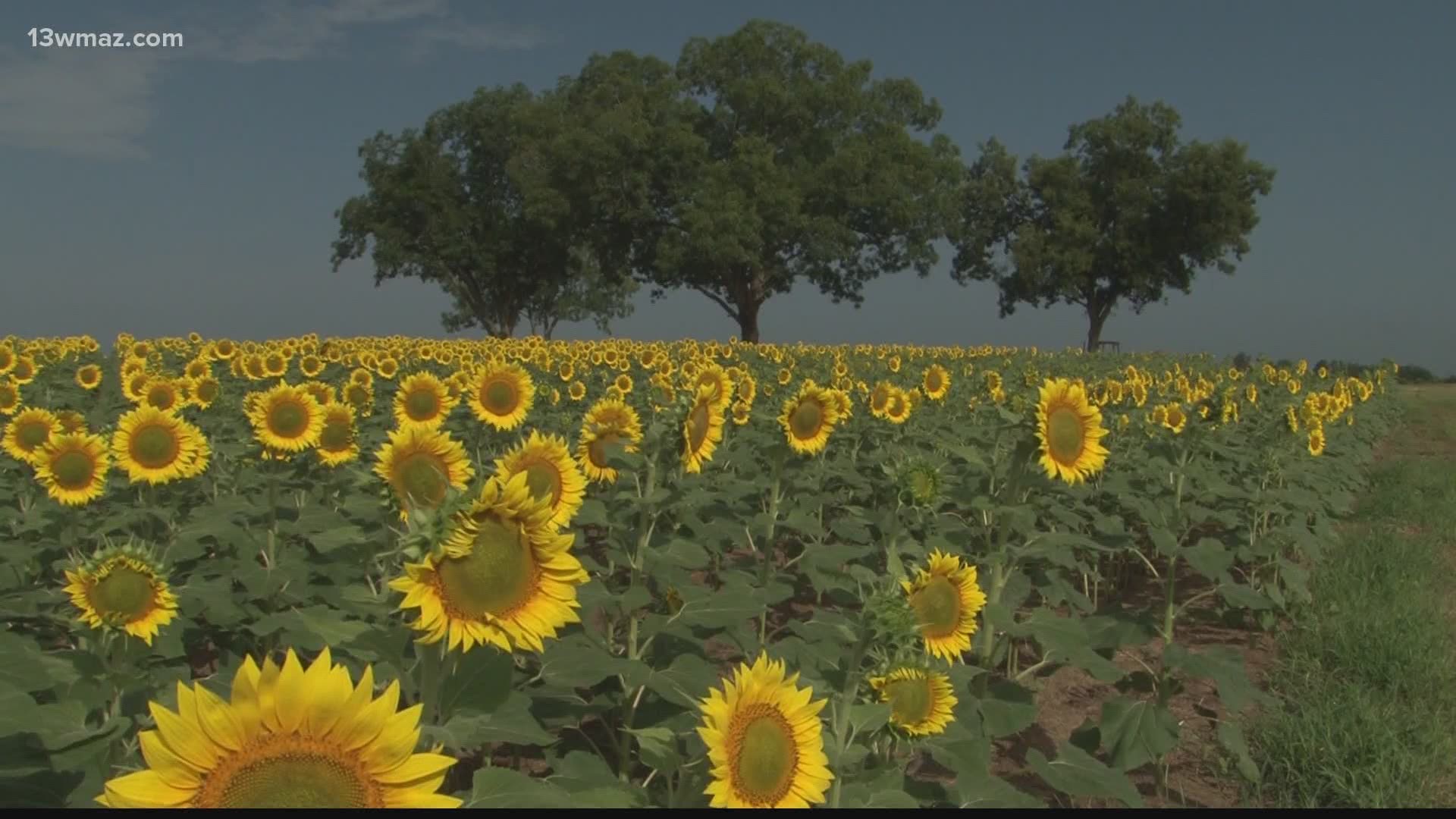 Much of Wilcox County is rural land out in the country, and this weekend, you can immerse yourself in a sunflower field.