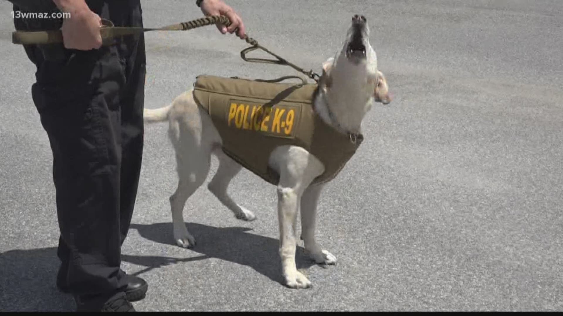 Two K9s with the Centerville Police Department now have gear of their own, thanks to donations from a non-profit organization. Kayla Solomon introduces us to Bono and Kali, and shows us their new vests.