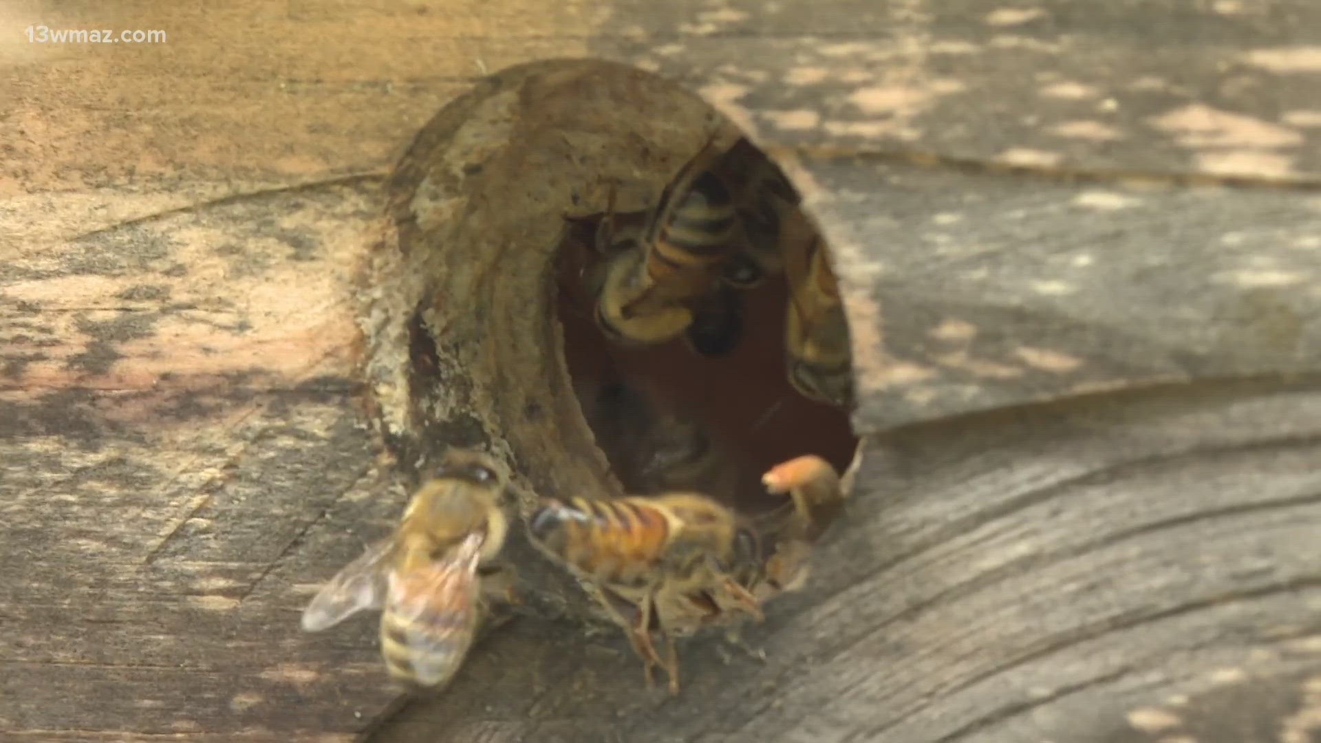 Meteorologist Jordan West talked with beekeepers about how bees interact with weather and how vital they are to Georgia's agriculture.