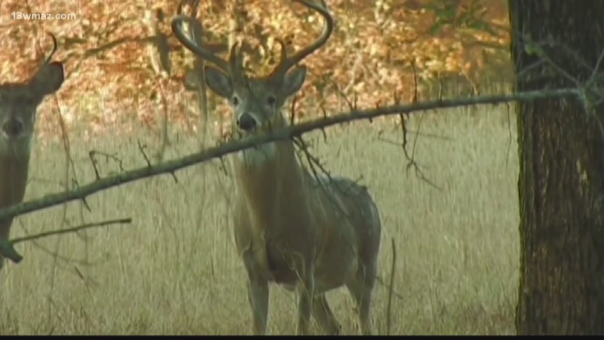 If you hunt in Bibb County, some commissioners are talking about cutting down on where you can shoot.