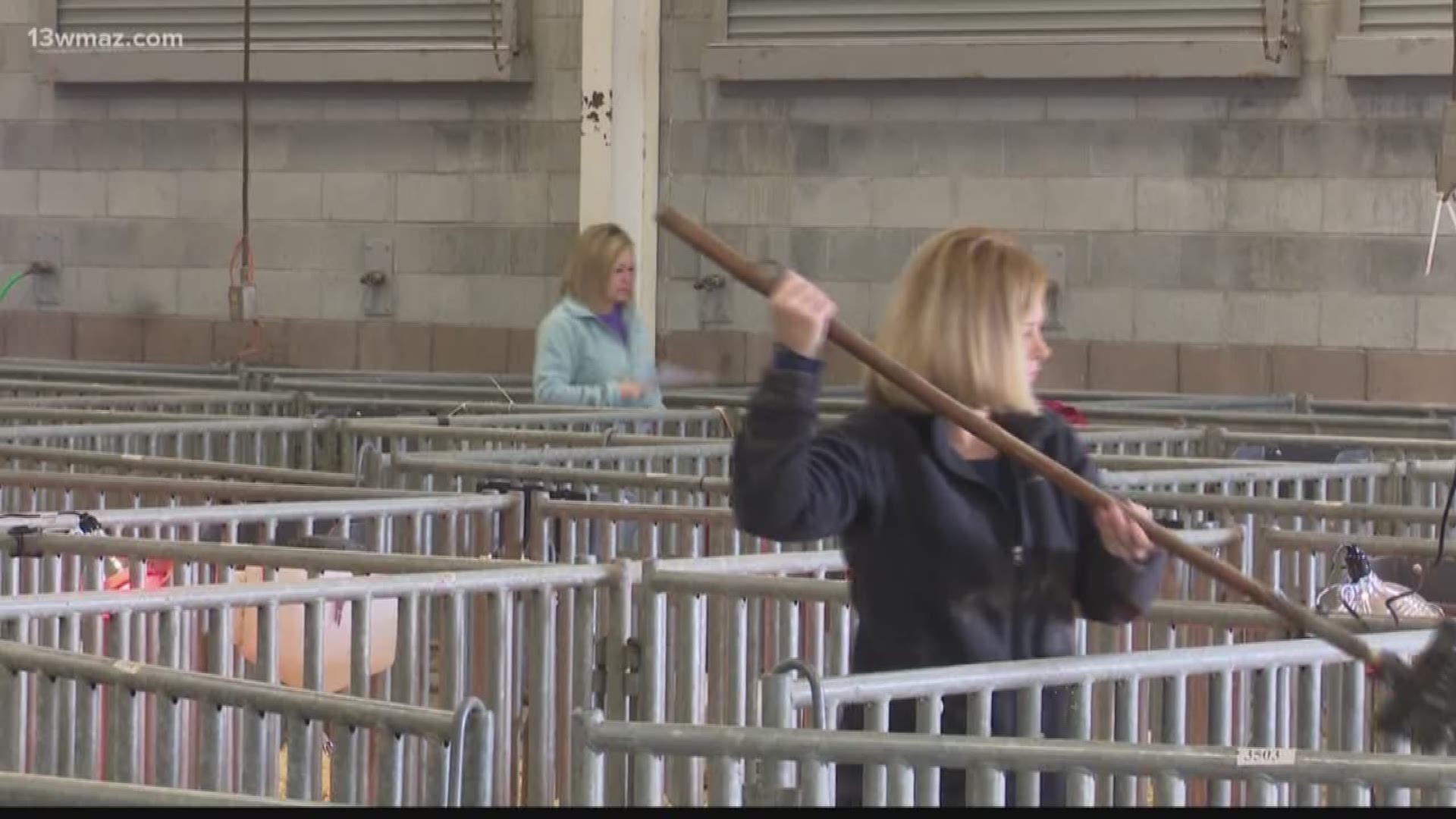 Perry FFA students receive new show pigs