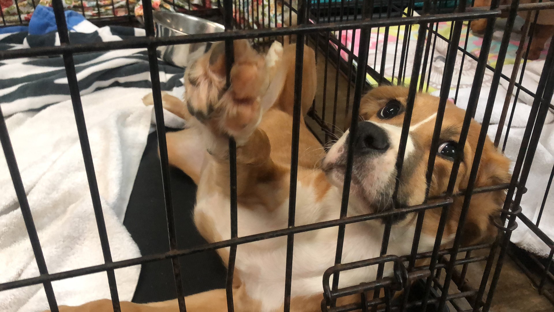 'They are being forced to euthanize' Central animals shelters