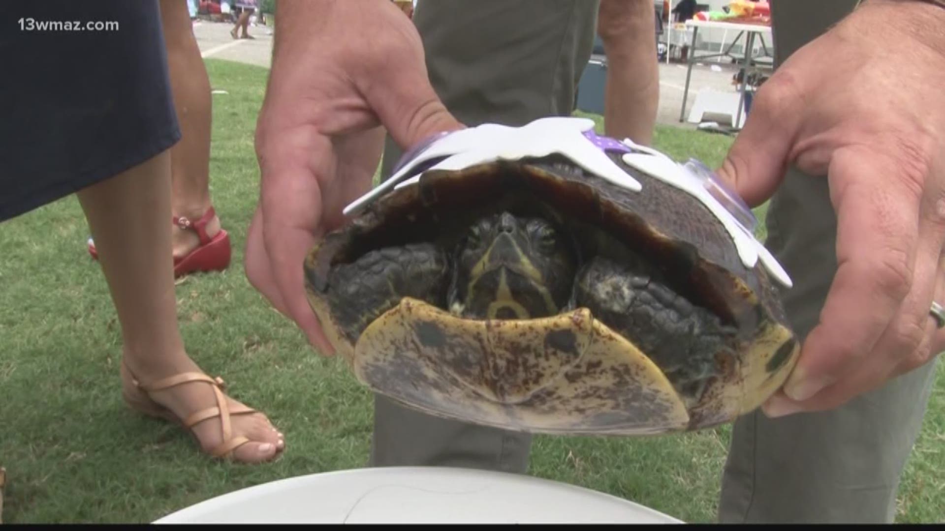 Turtles took off Saturday in the 43rd Annual Wrightsville Turtle Race in Johnson County. It was held in a memory of a long-time racer, Caleb Pool, who lost his battle with cancer.