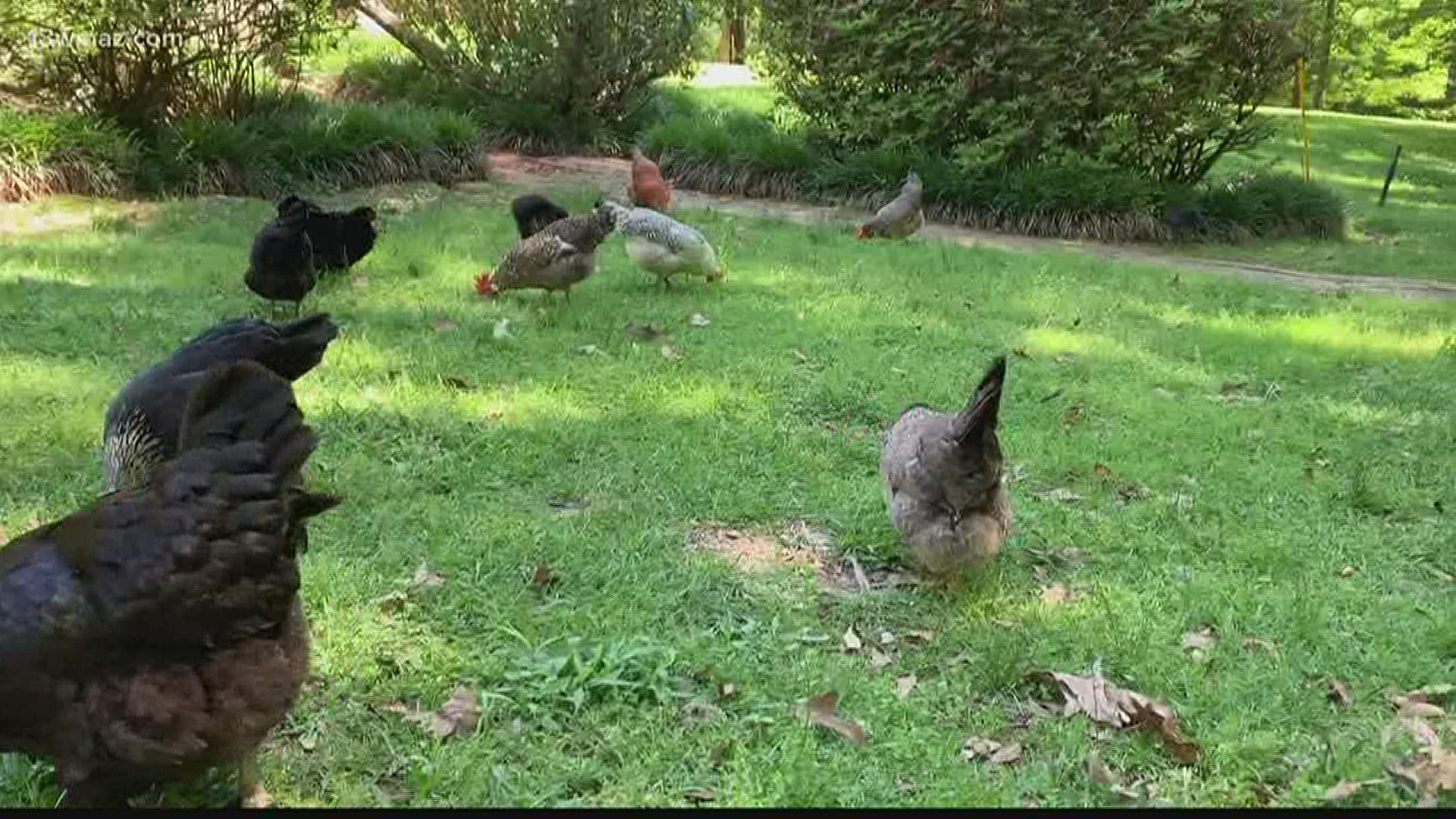 Some Central Georgia families are relying on their own resources for food. The Hatcher Hatchlings farm raises chickens.