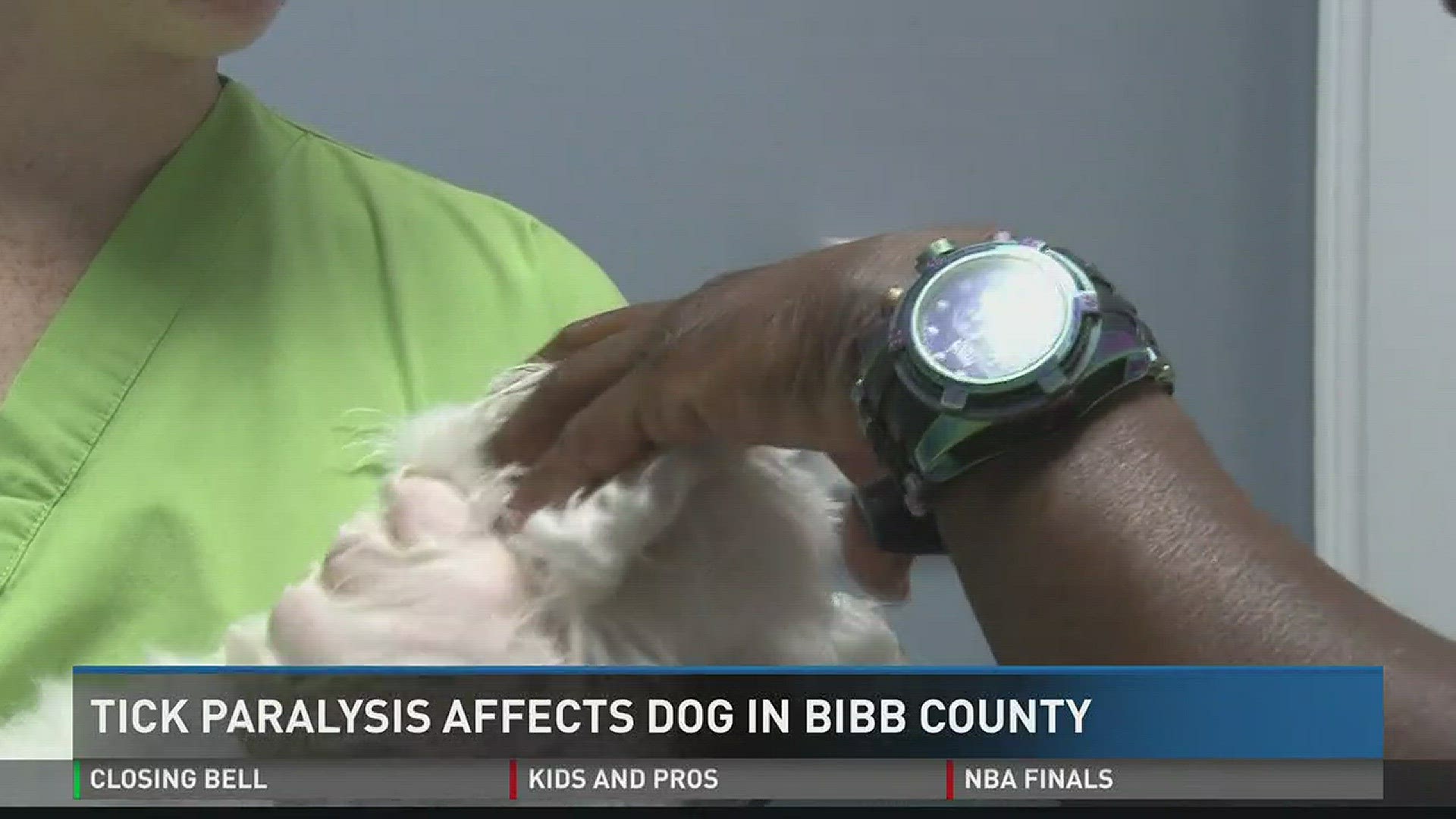 Tick paralysis affects dog in Bibb County