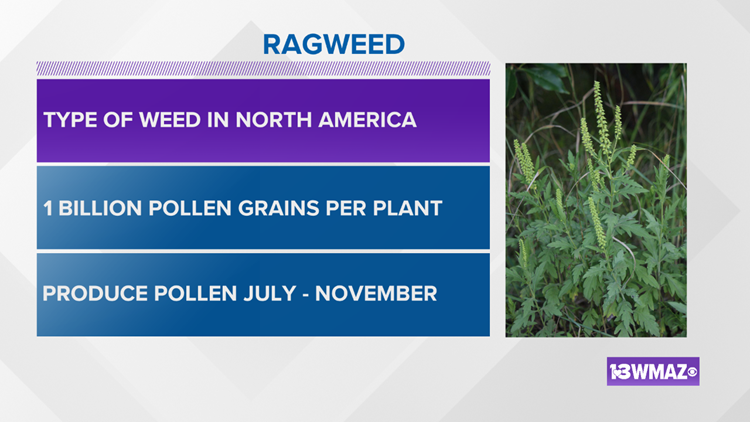 What You Need to Know About Pollen Allergies, ENT of Georgia North