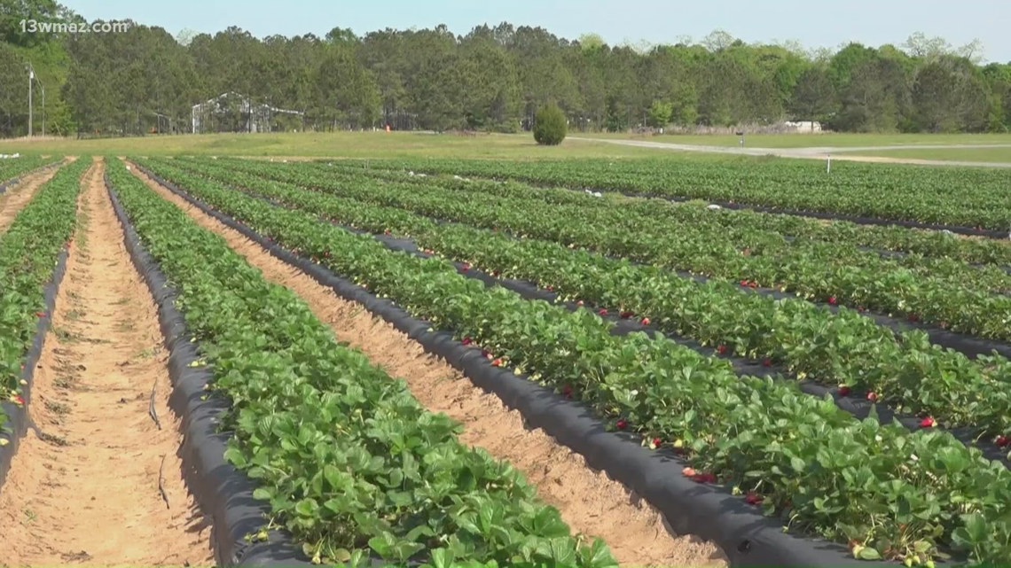 Georgia Department of Ag introduces fund to preserve farmland and limit development