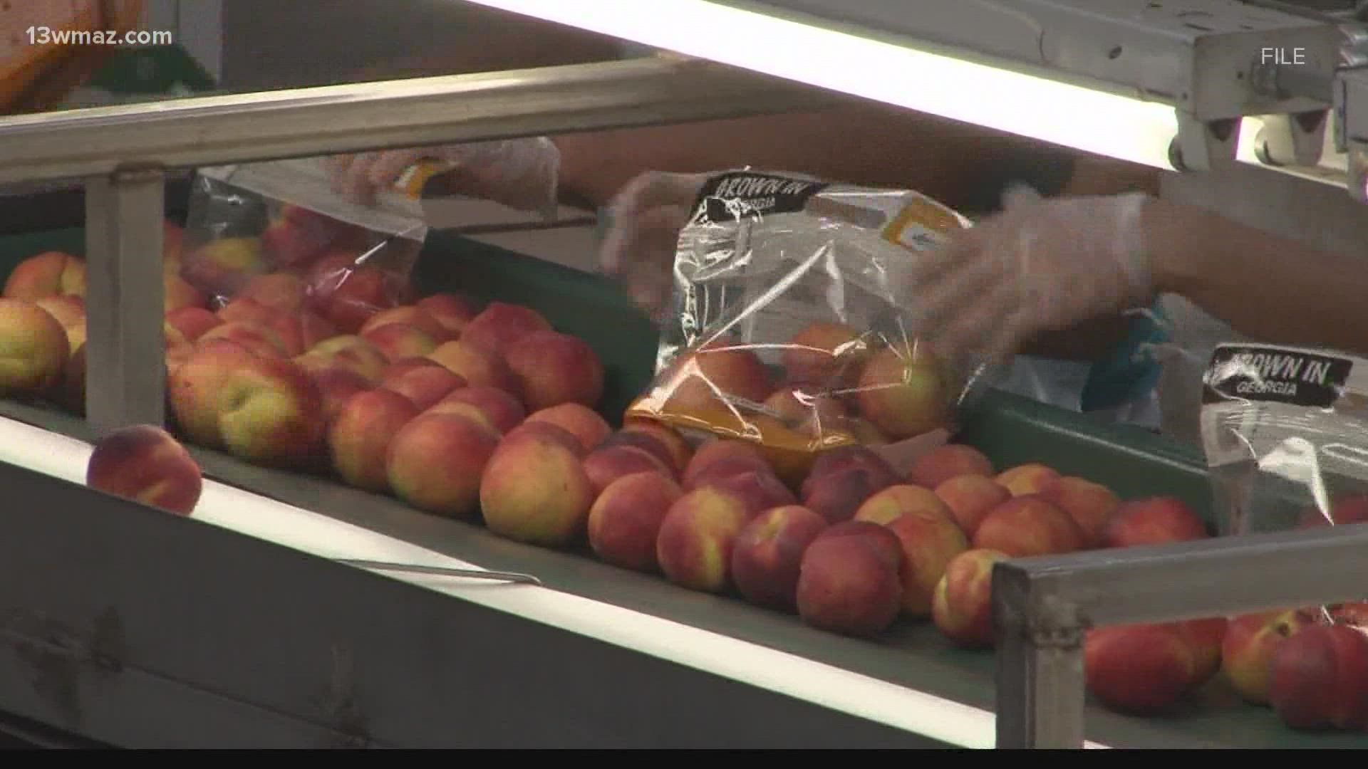 This summer, peaches have been nothing short of plentiful thanks to a picture perfect growing season.
