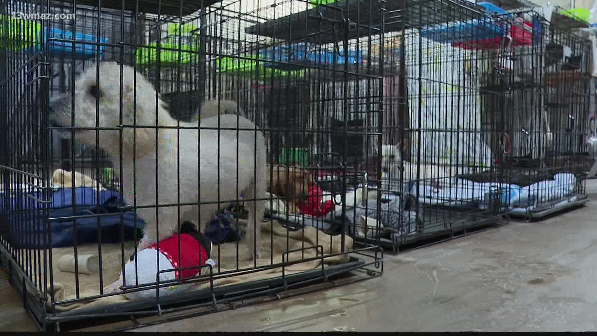 Yes It Is Illegal To Abandon Animals In Warner Robins 13wmaz