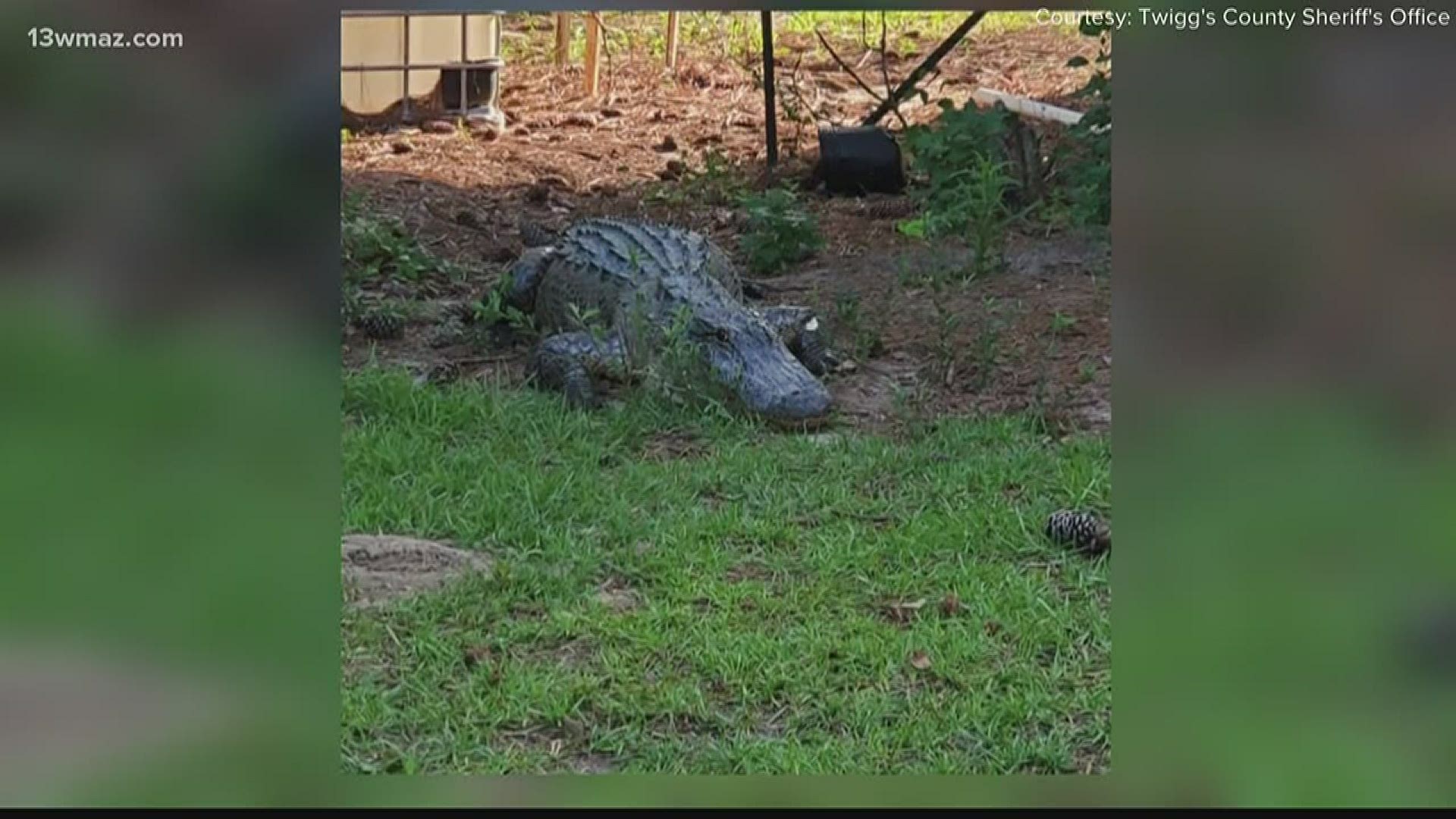 After a Twiggs County family found a nearly 10-foot alligator at their home, 13WMAZ is taking a look at what you can do to stay safe if you ever stumble upon a gator