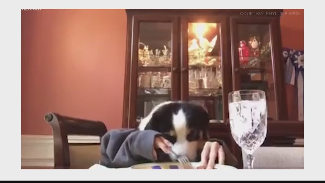 Central Georgia pets show off skills for 13WMAZ Pet Talent Show - Vimarsana News