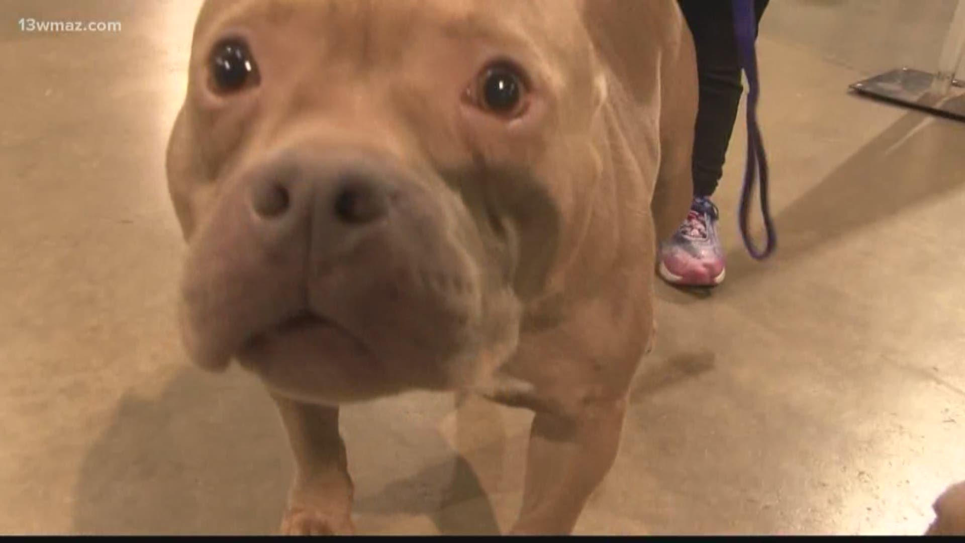 Pit bulls, French and American bulldogs were some dogs on display at the show, which took place Saturday.
