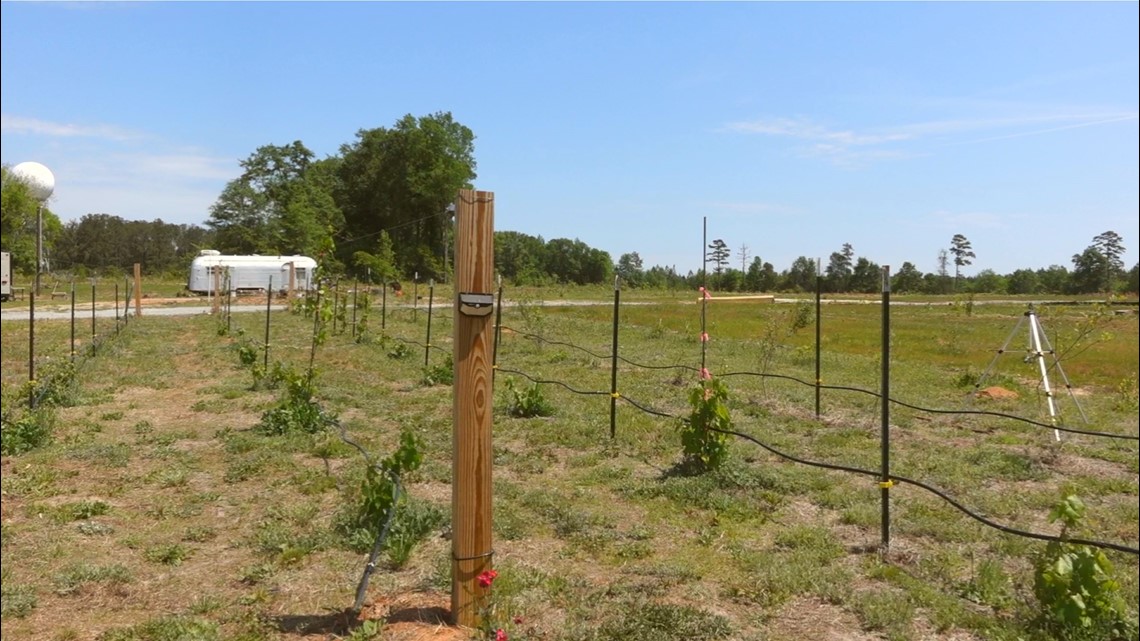Jail Creek Farms Winery opens in Jeffersonville (Twiggs County) - Vimarsana News
