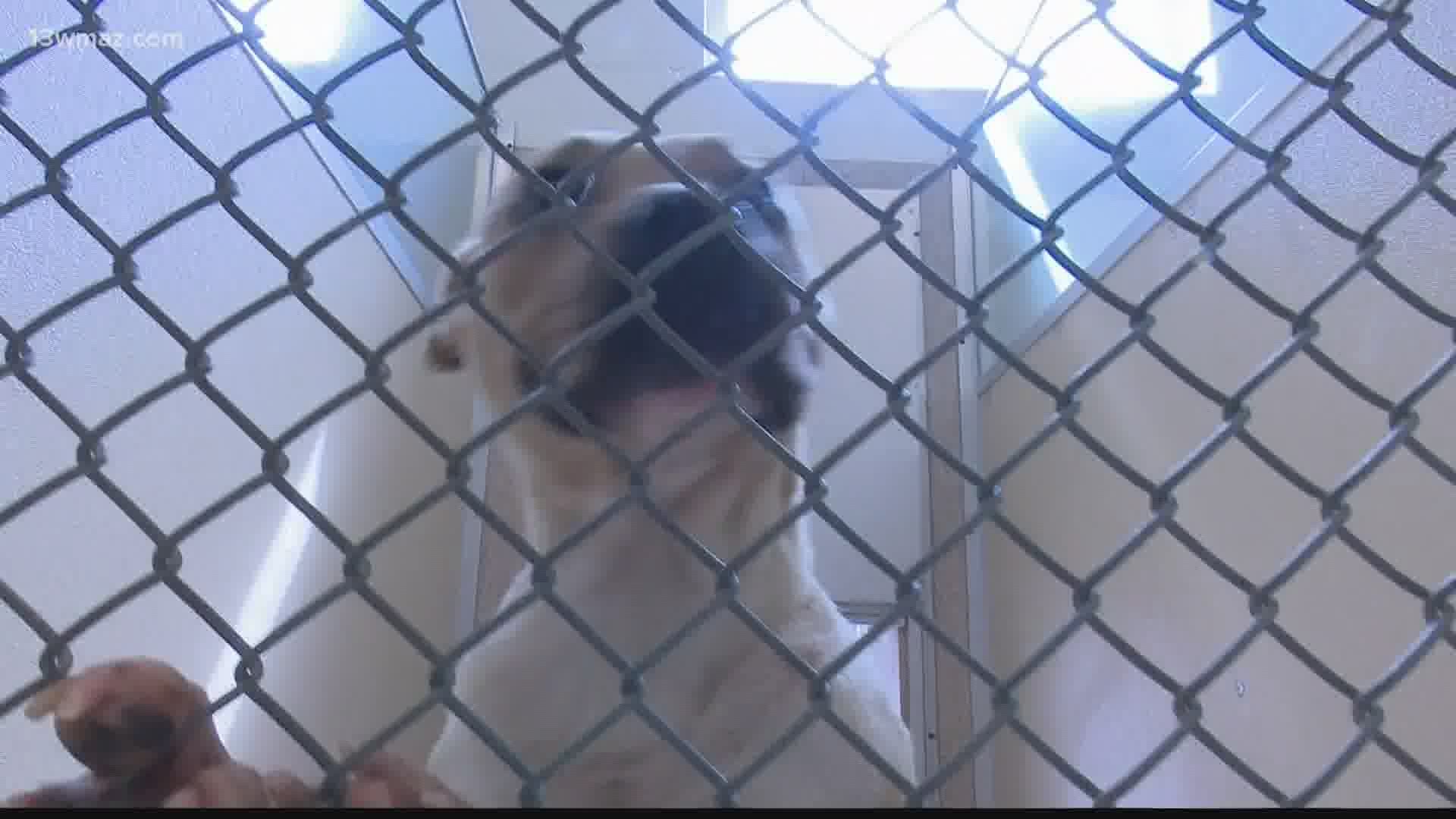 People had the chance to adopt dogs and cats for a cheaper price on Saturday.
