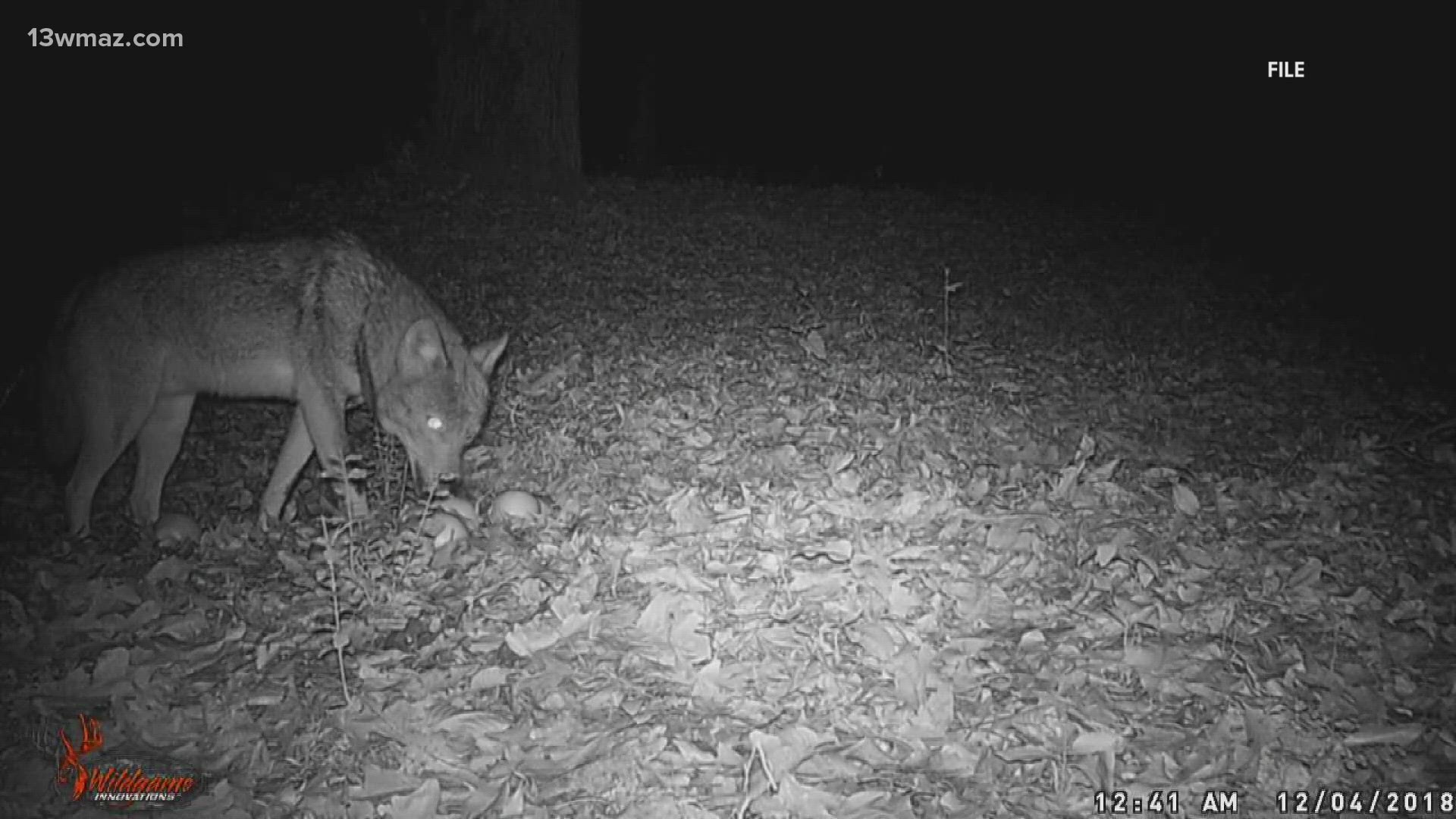 Coyote mating season starts in January until March. The Humane Society of Houston County wants pet owners to be on high alert.