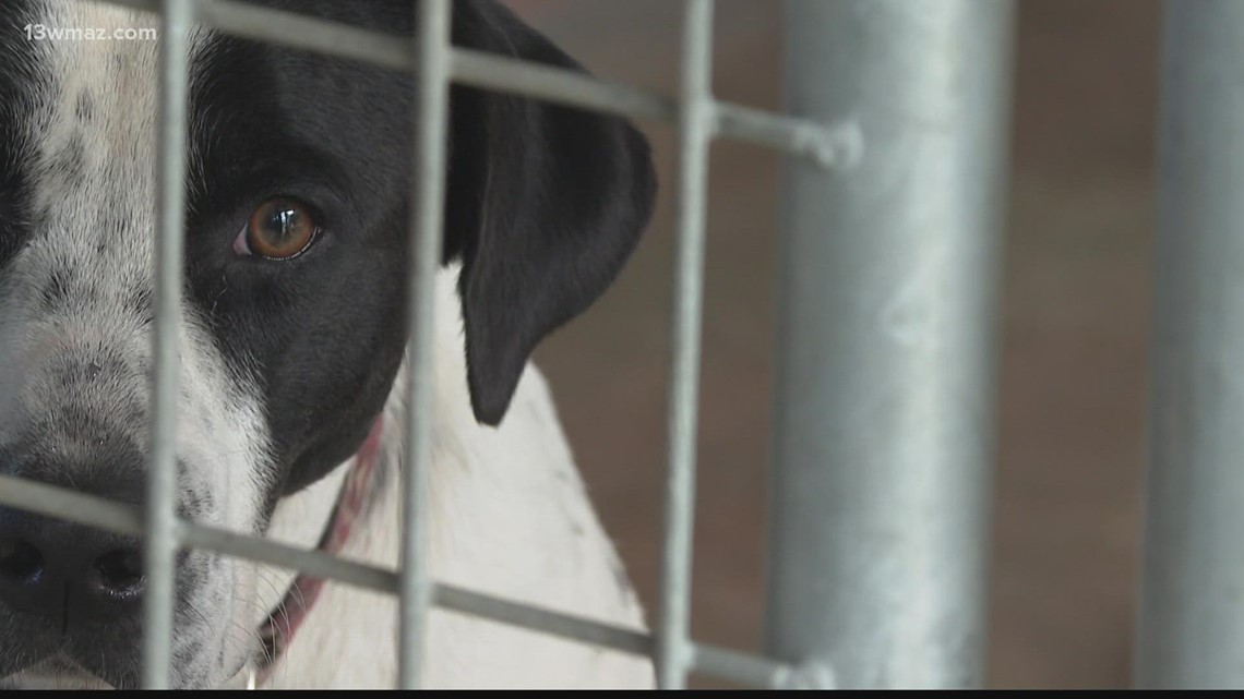 Activists call out Laurens County Animal Control for negligence - Vimarsana News