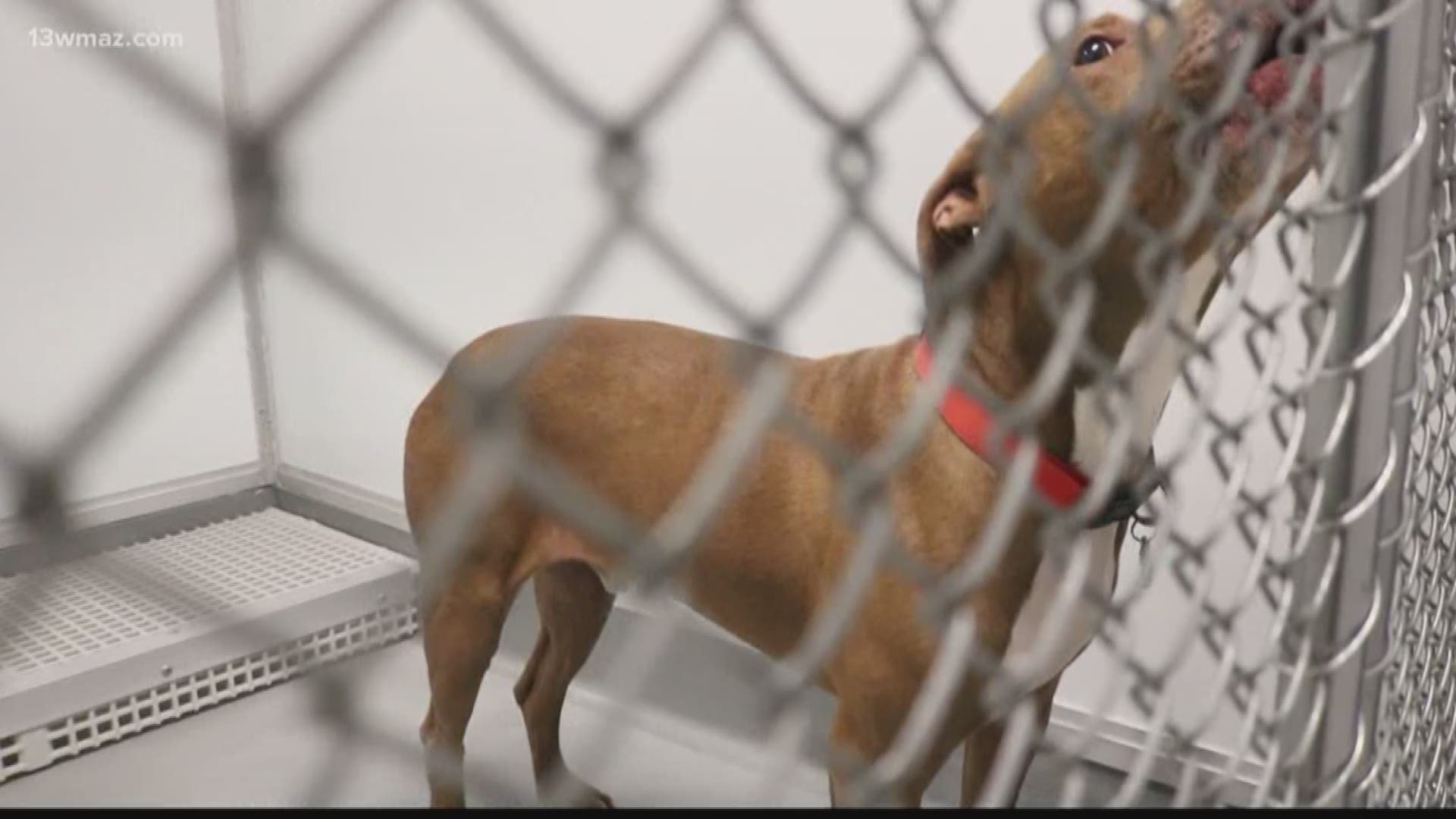Baldwin County unveils new animal shelter